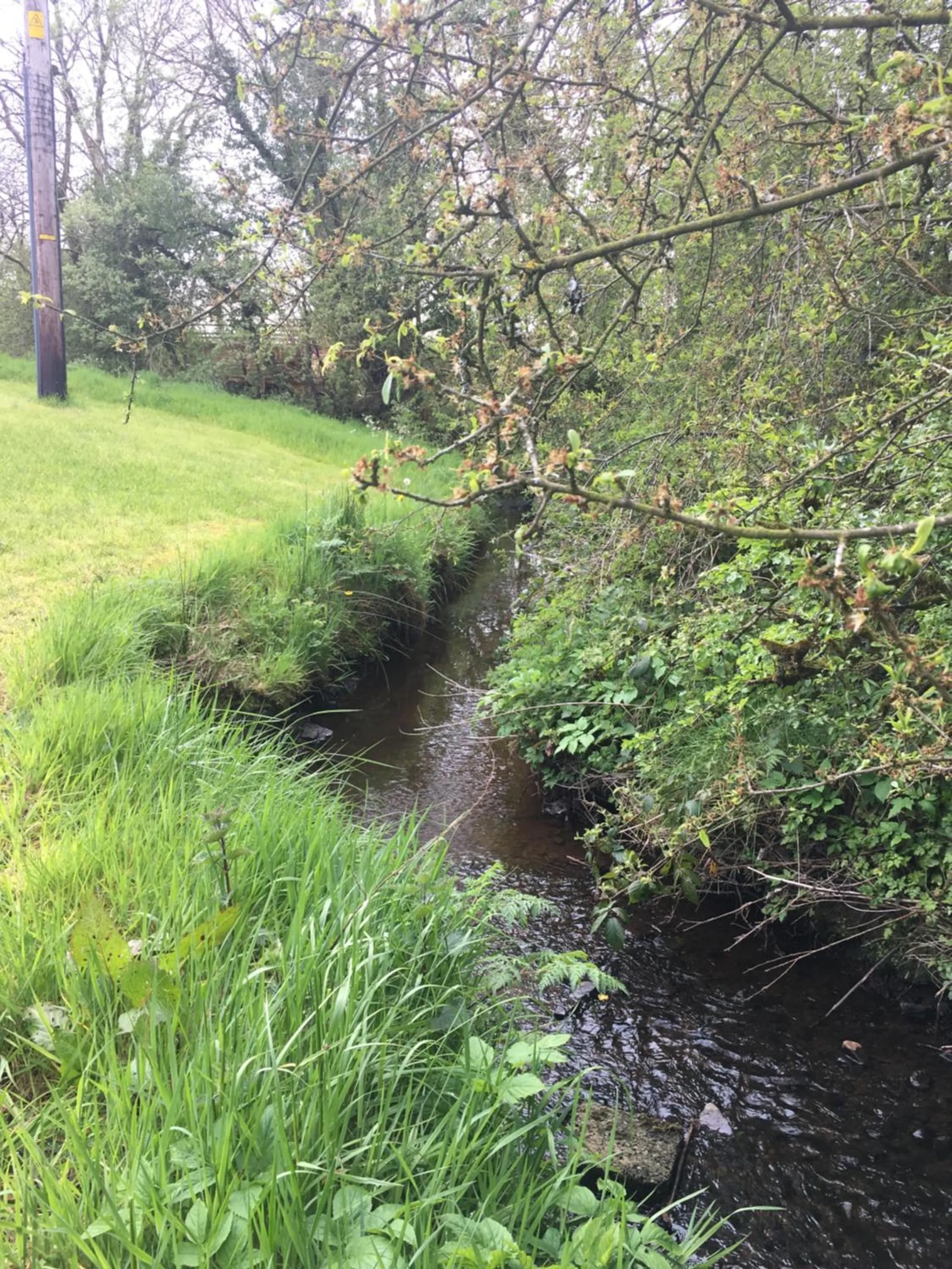 Garden in Ferney House