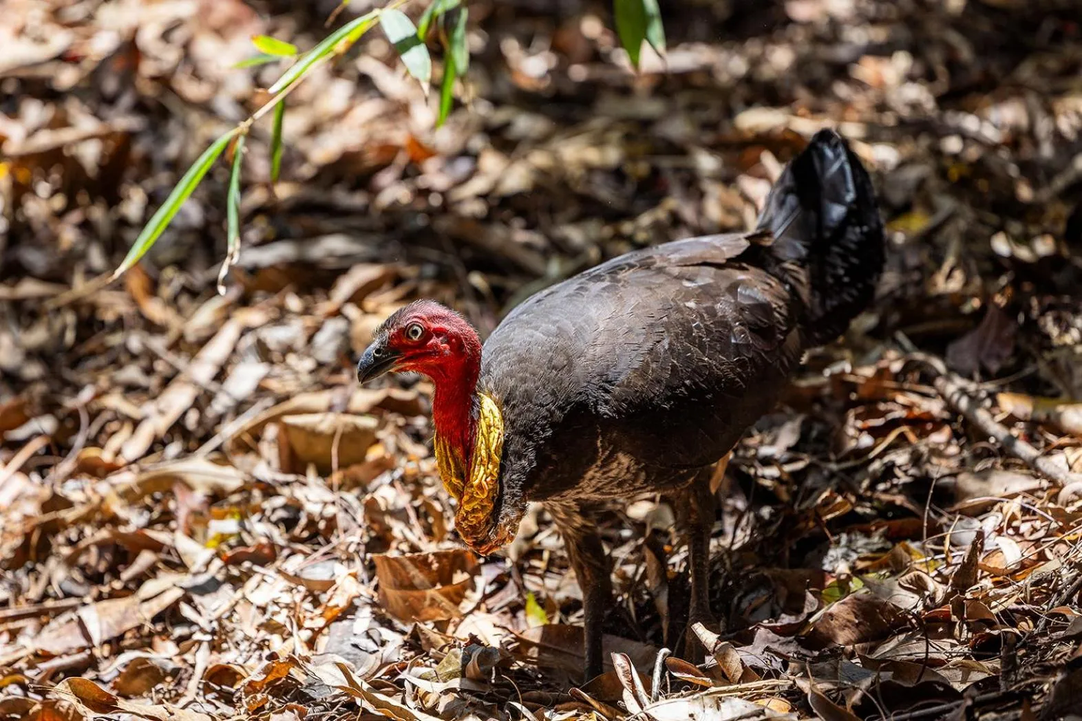 Garden in Kipara Tropical Rainforest Retreat