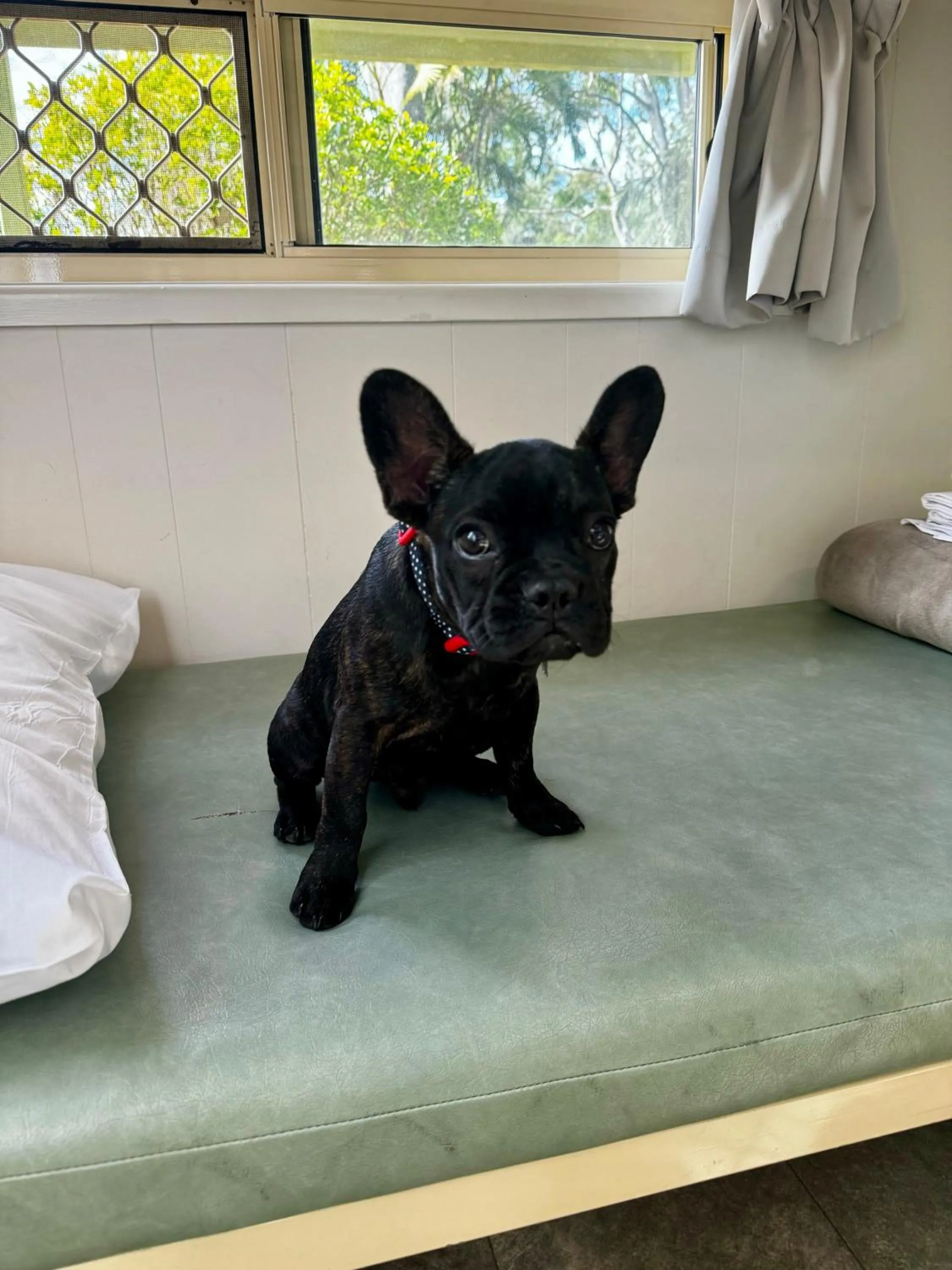 Pets in Kipara Tropical Rainforest Retreat