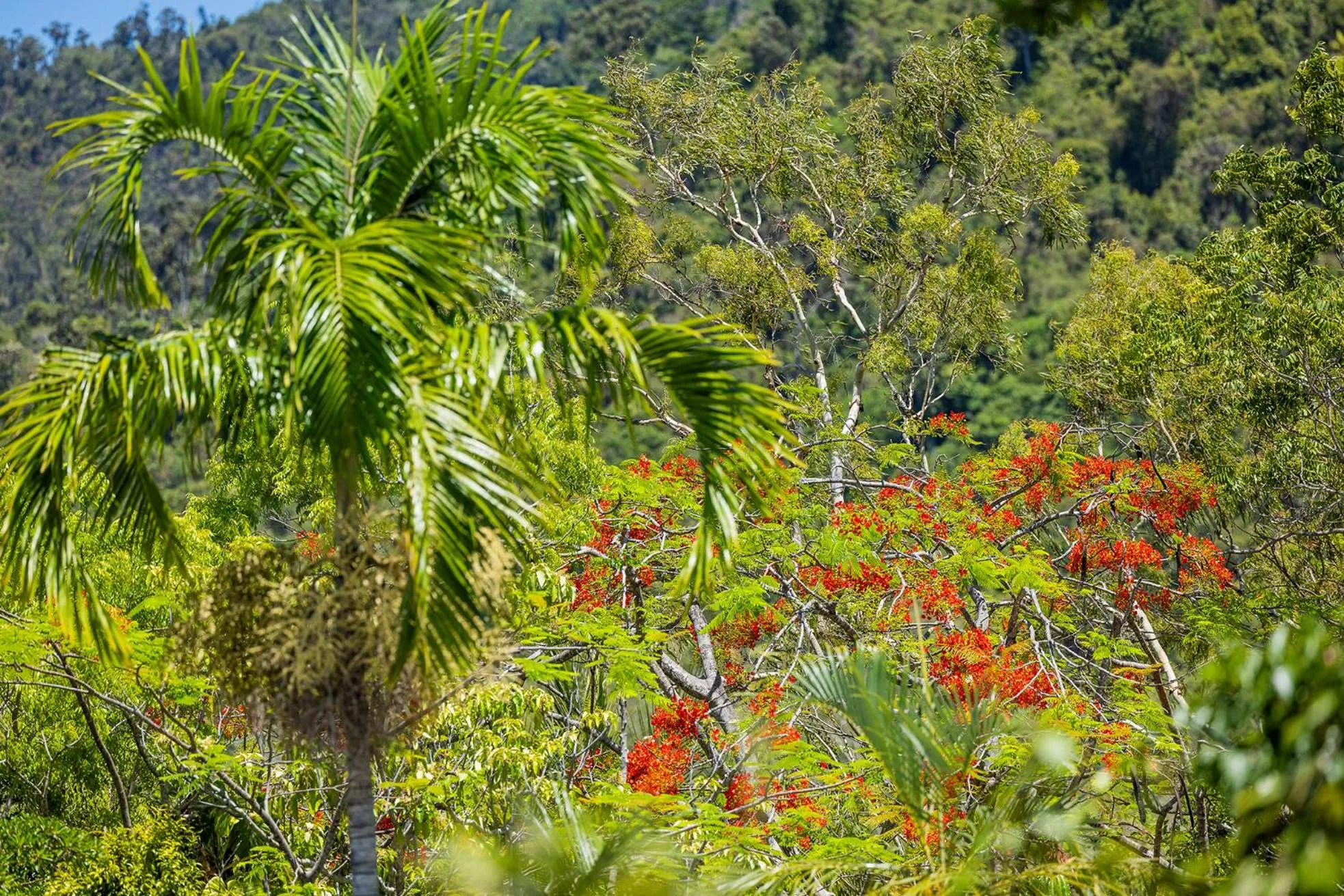 Garden view in Kipara Tropical Rainforest Retreat