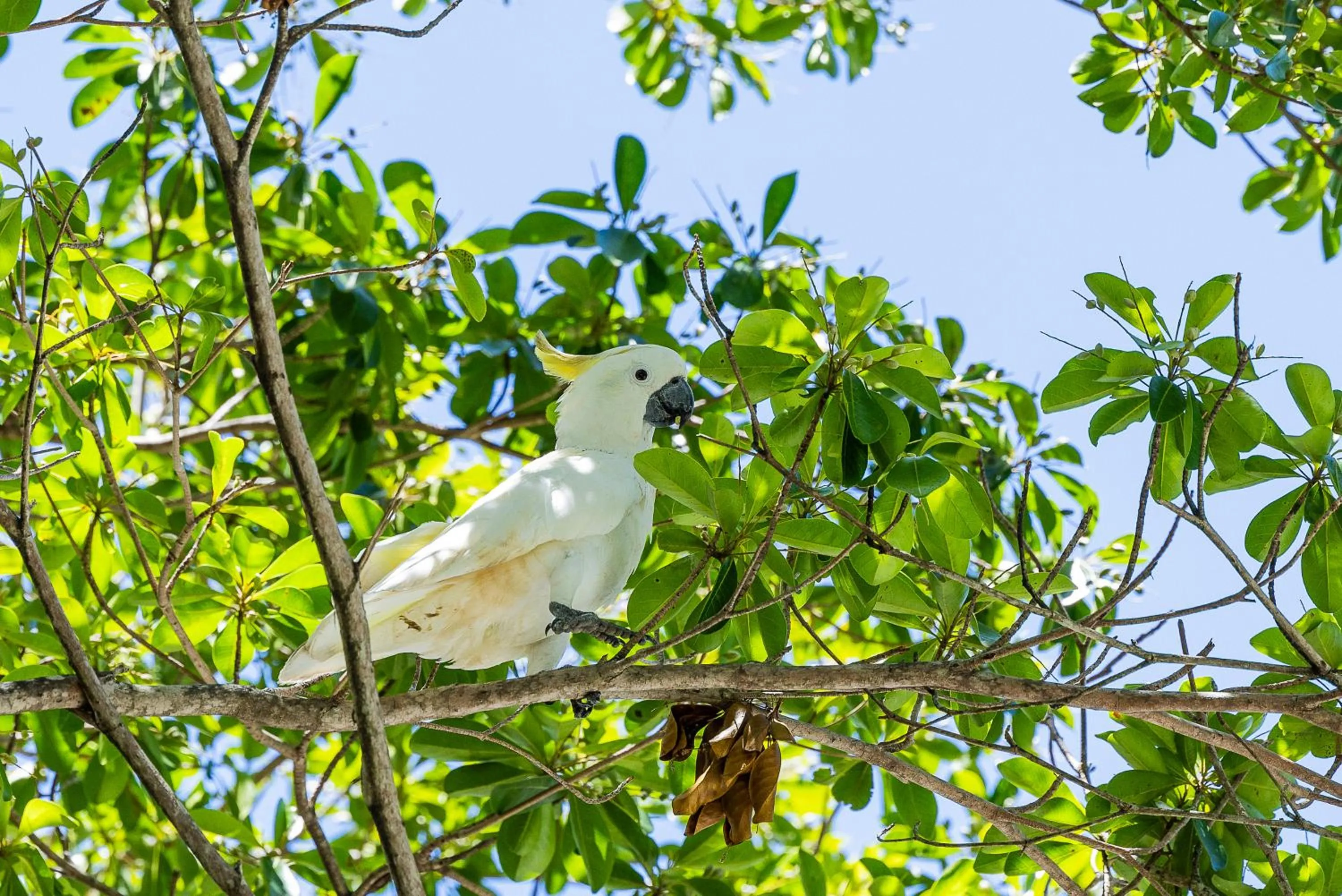 Animals in Kipara Tropical Rainforest Retreat