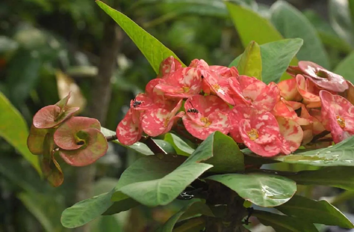 Garden in Candra Asri Bungalow! Free Early Check In, Great November Deal!