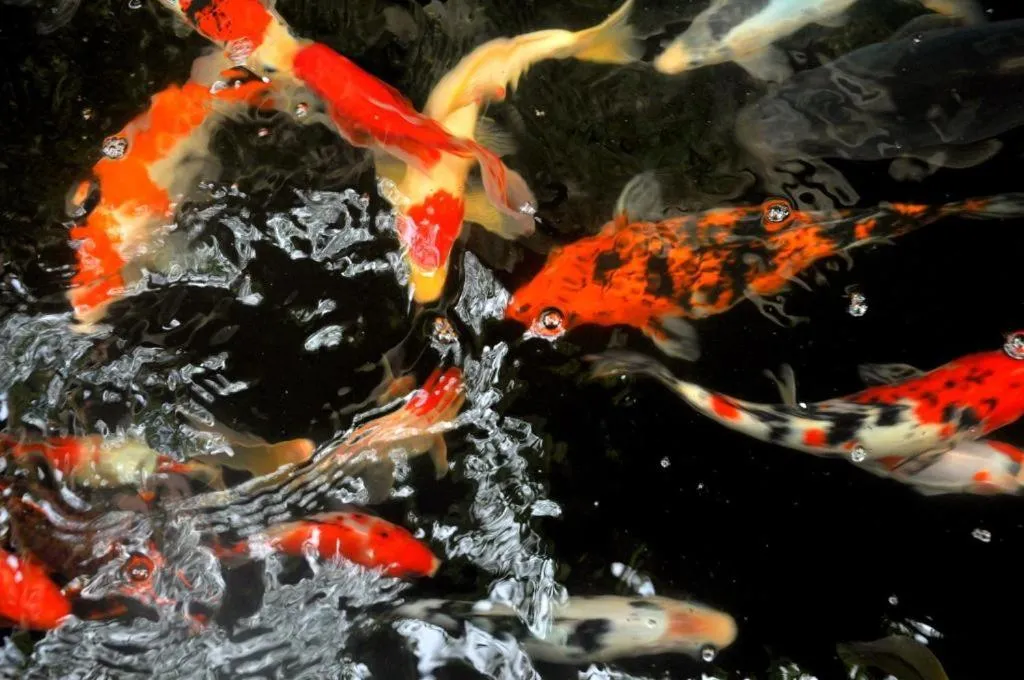 Animals in Candra Asri Bungalow! Free Early Check In, Great November Deal!