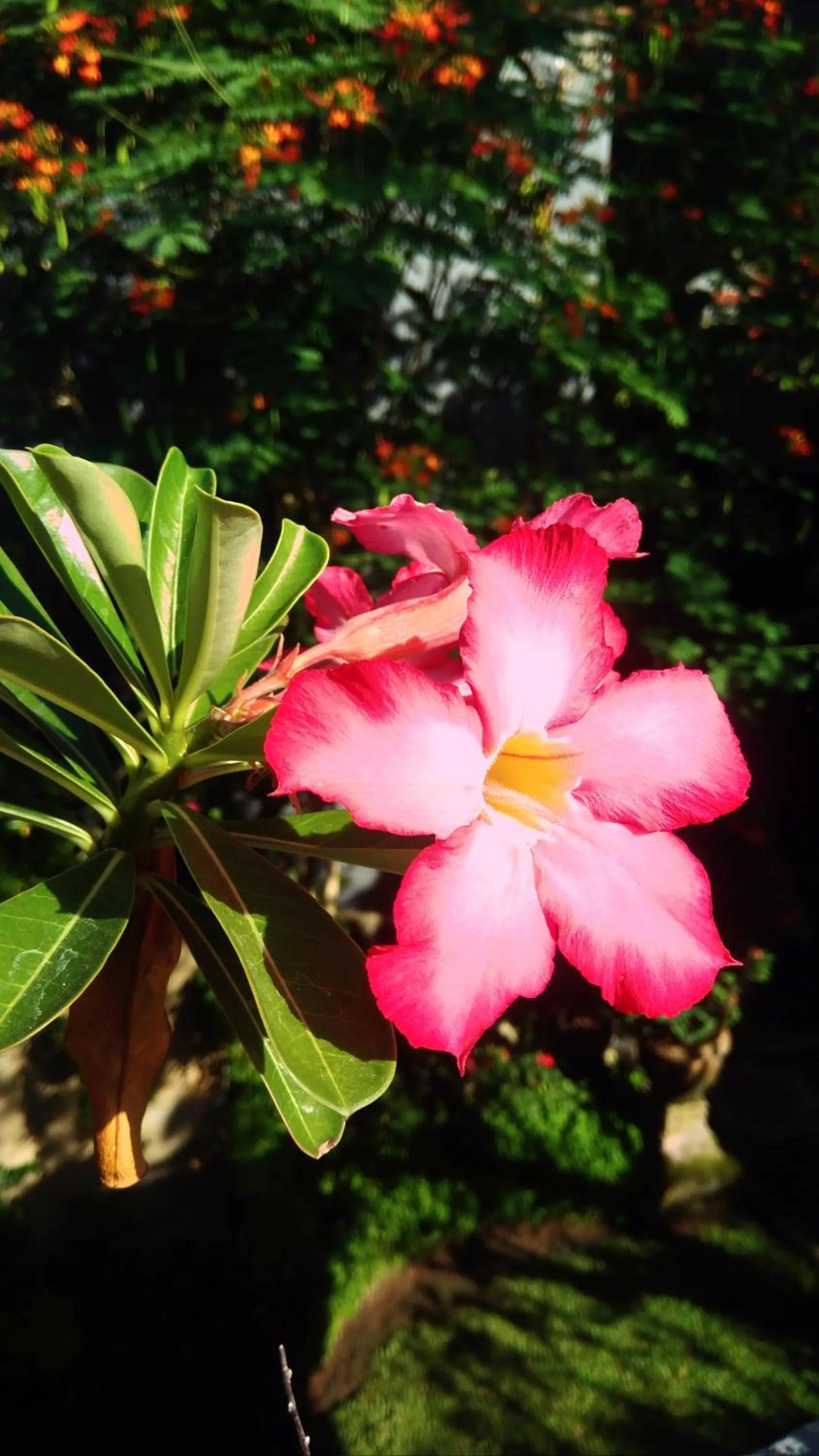 Natural landscape in Candra Asri Bungalow! Free Early Check In, Great November Deal!