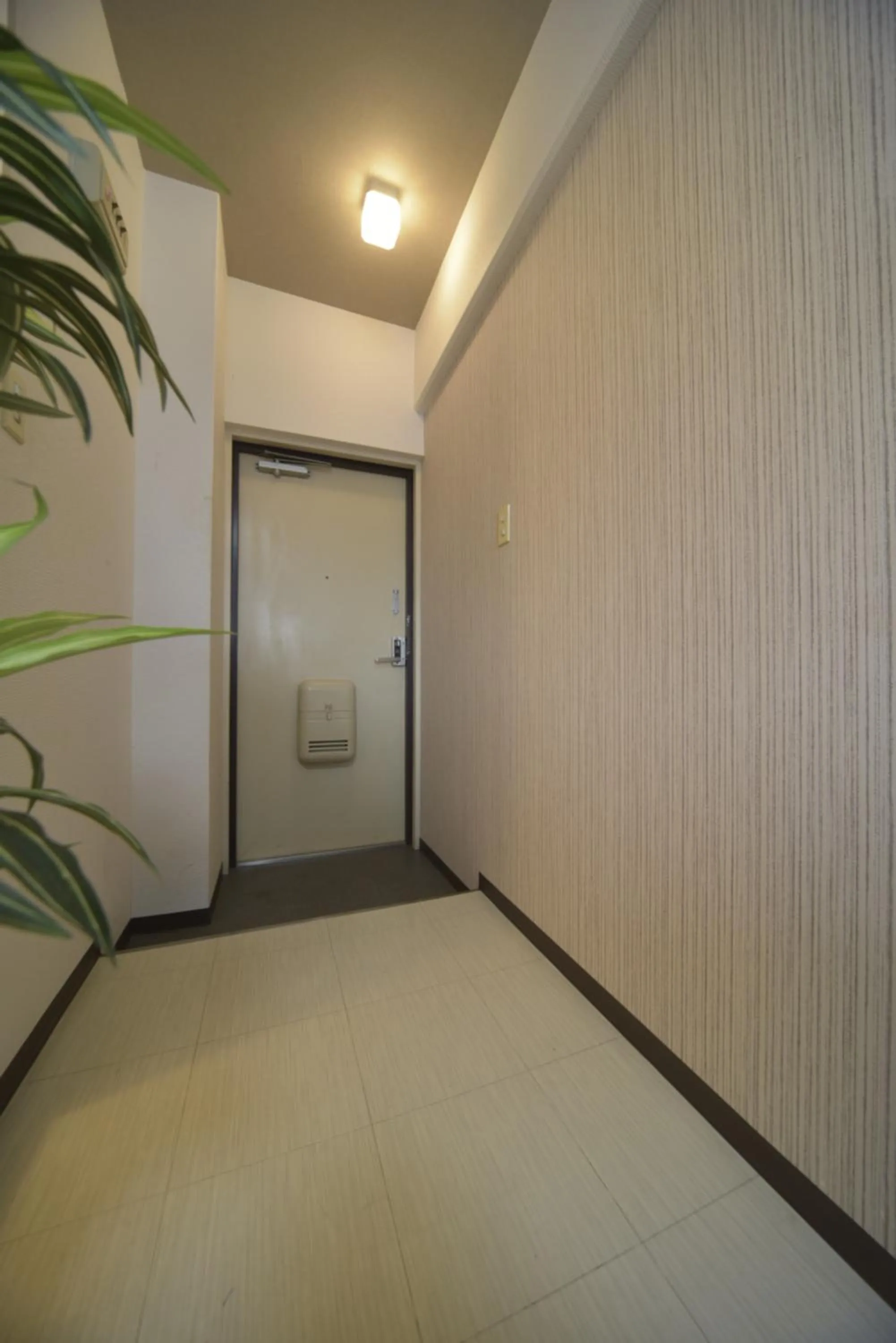 Exsaison Shirokita 612