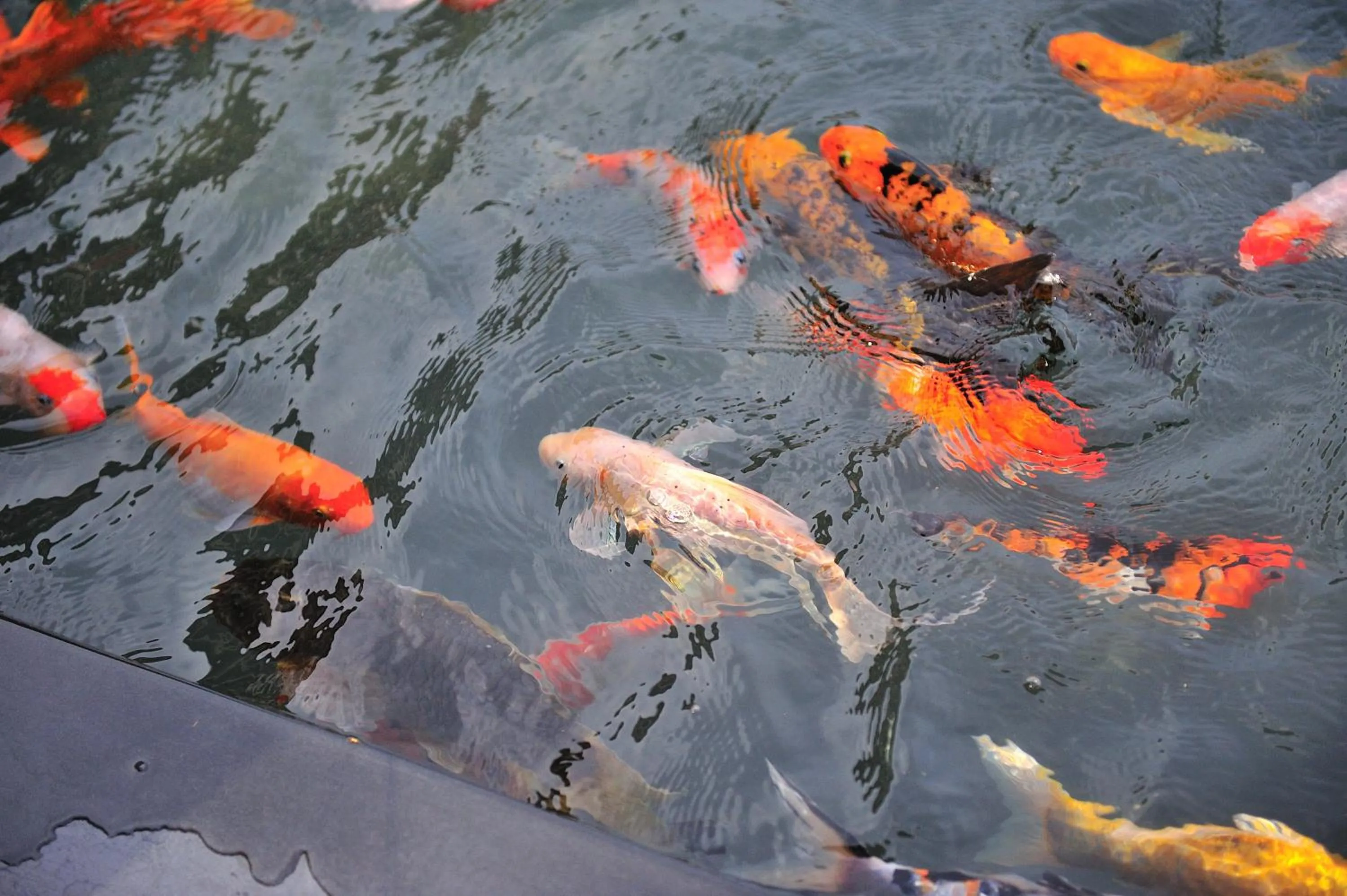 Area and facilities in Madhubhan Resort & Spa