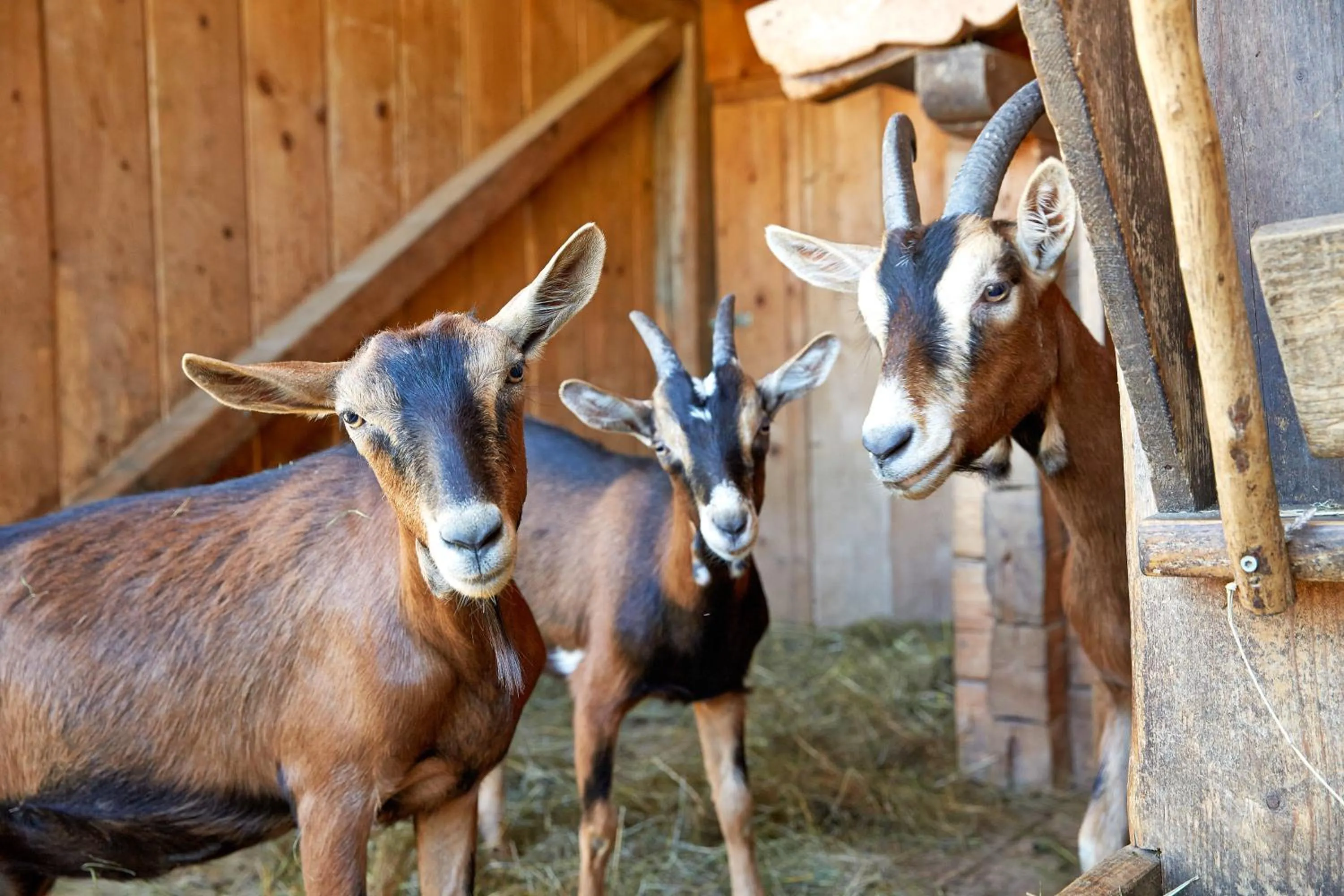 Decorative detail in Alpin Family Resort Seetal