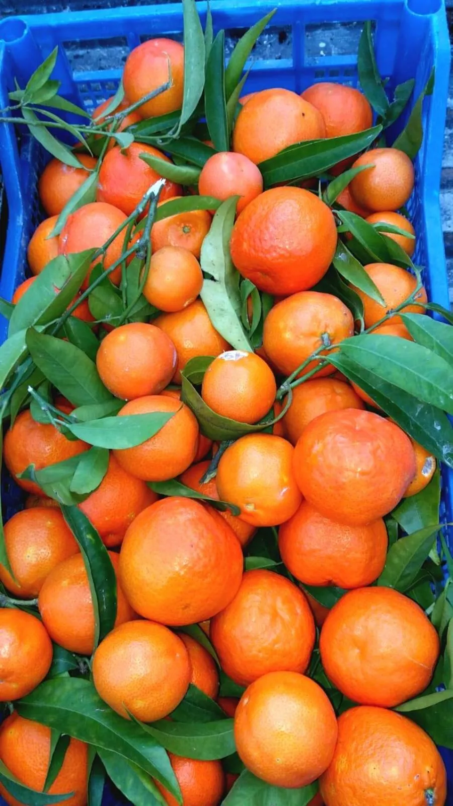 Food and drinks in Hotel la Maggioressa