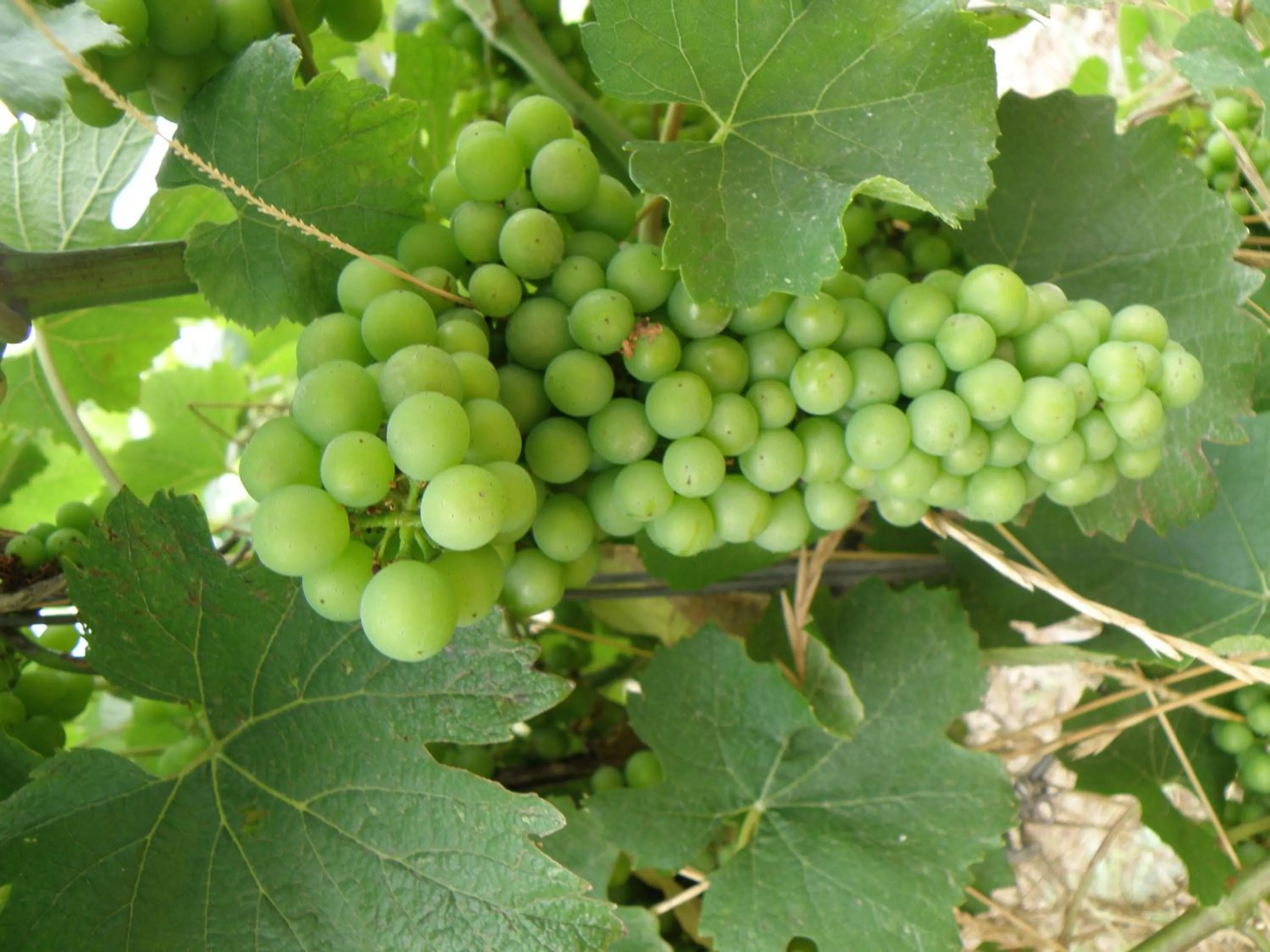 Other in Domaine de l'Aumone