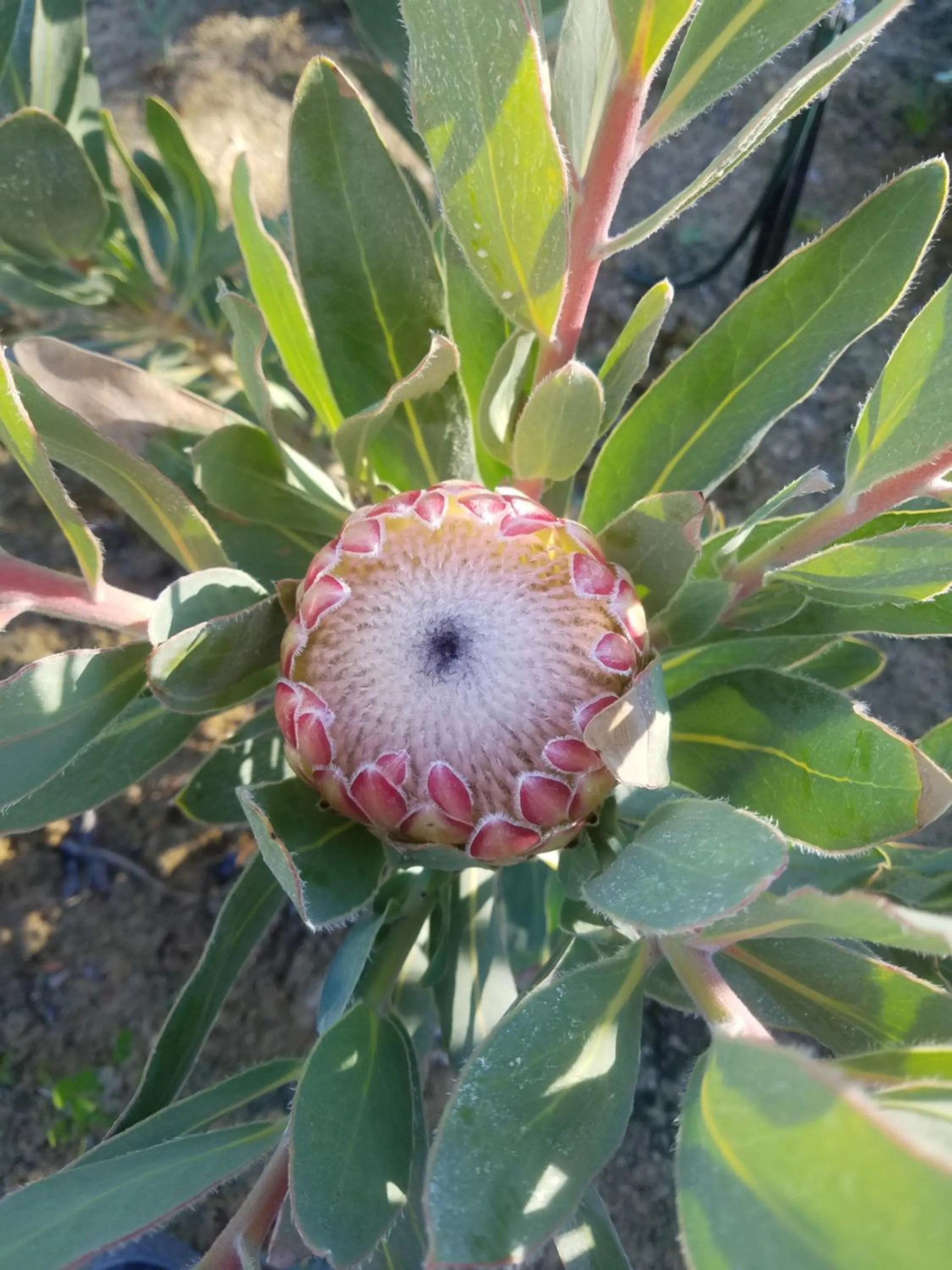 Property building in Linda se Dop