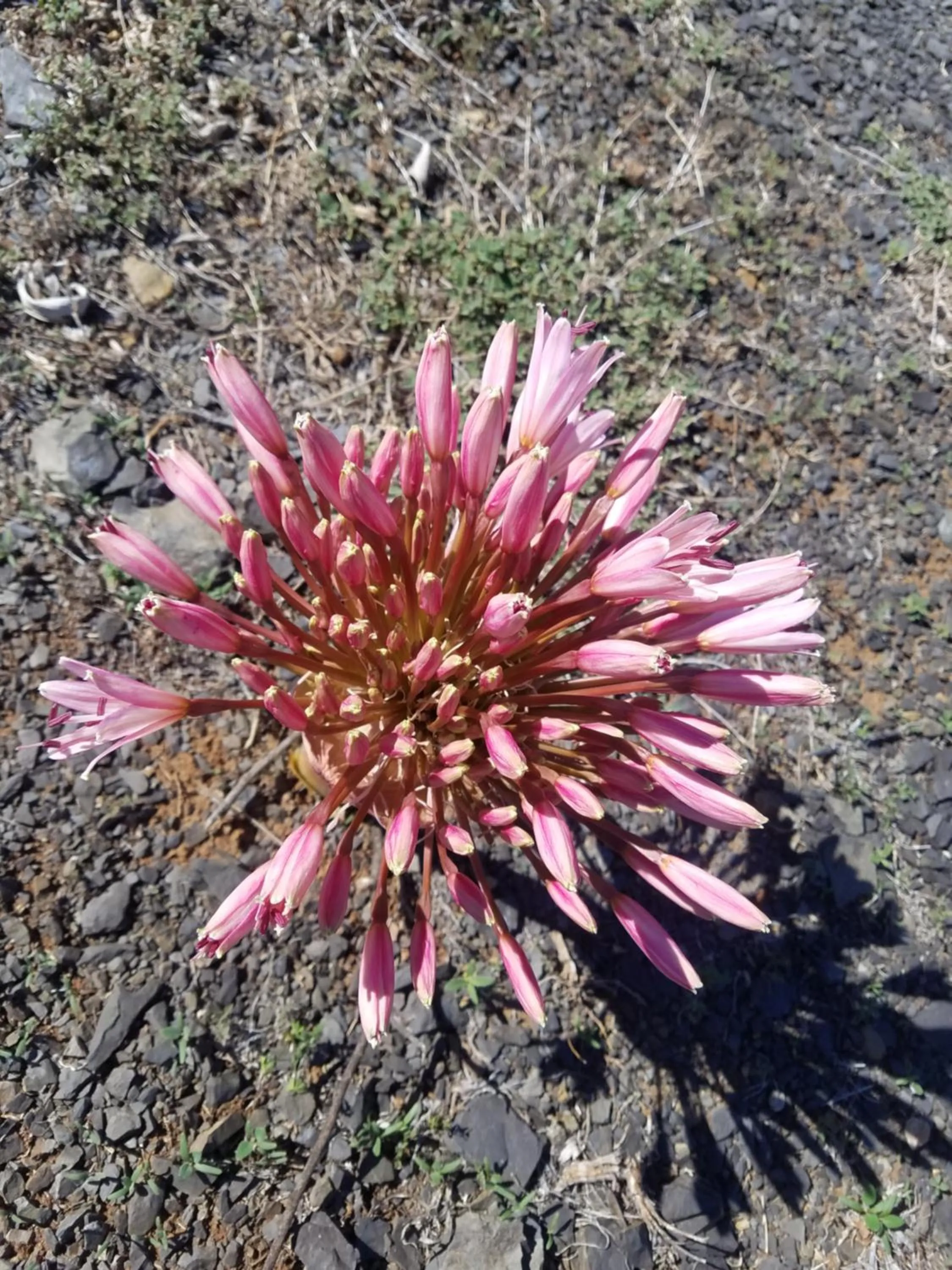Garden in Linda se Dop
