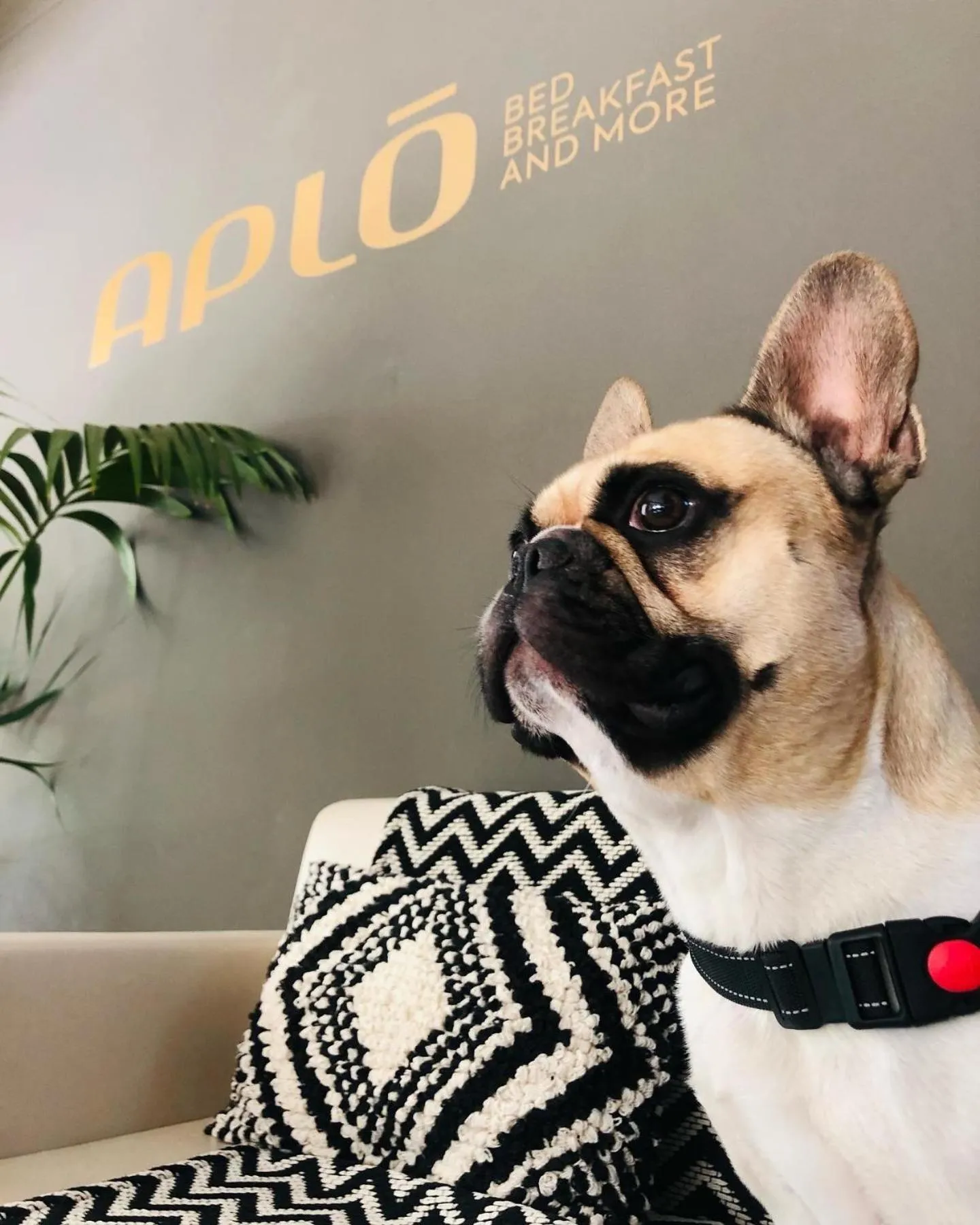 Animals in Hotel Aplo - Breakfast Experience