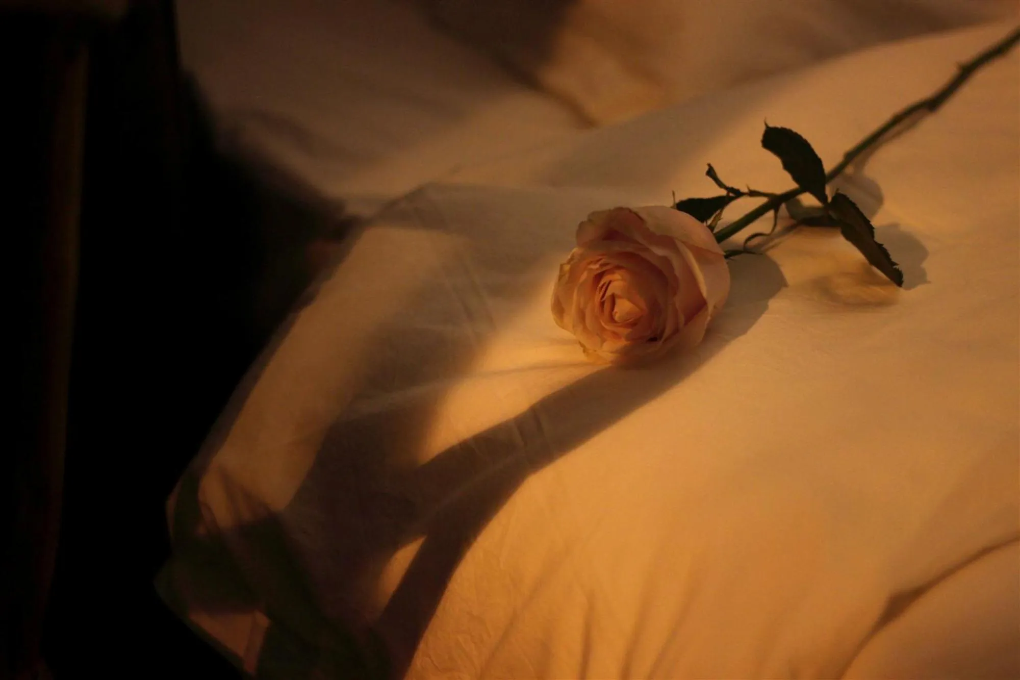 Bed in Moonlight Hotel