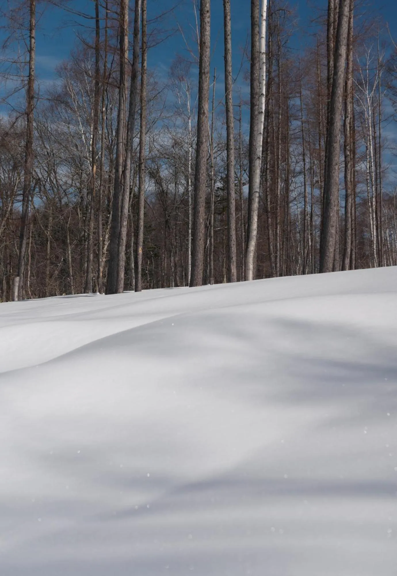 Day in Andaru Collection Niseko