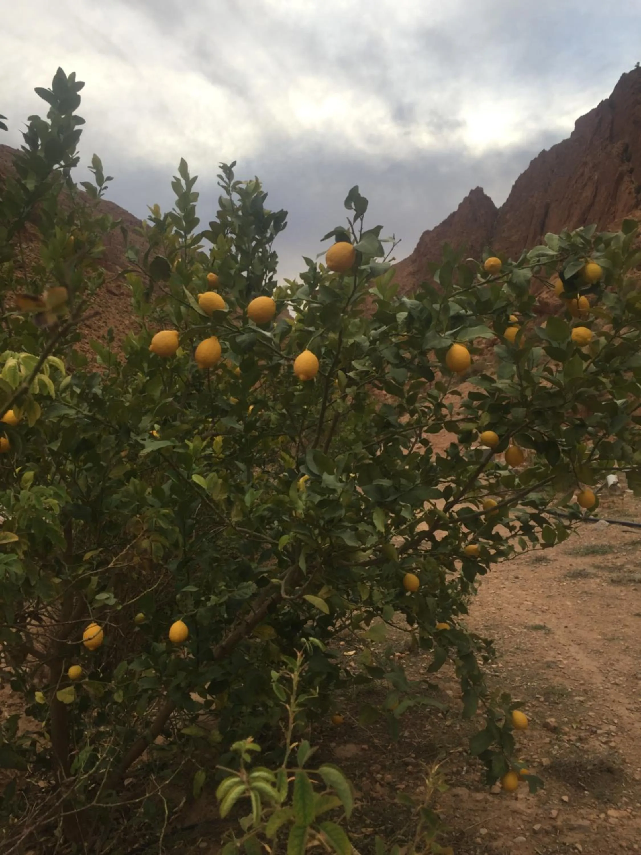 Auberge Le Festival Todra Gorge
