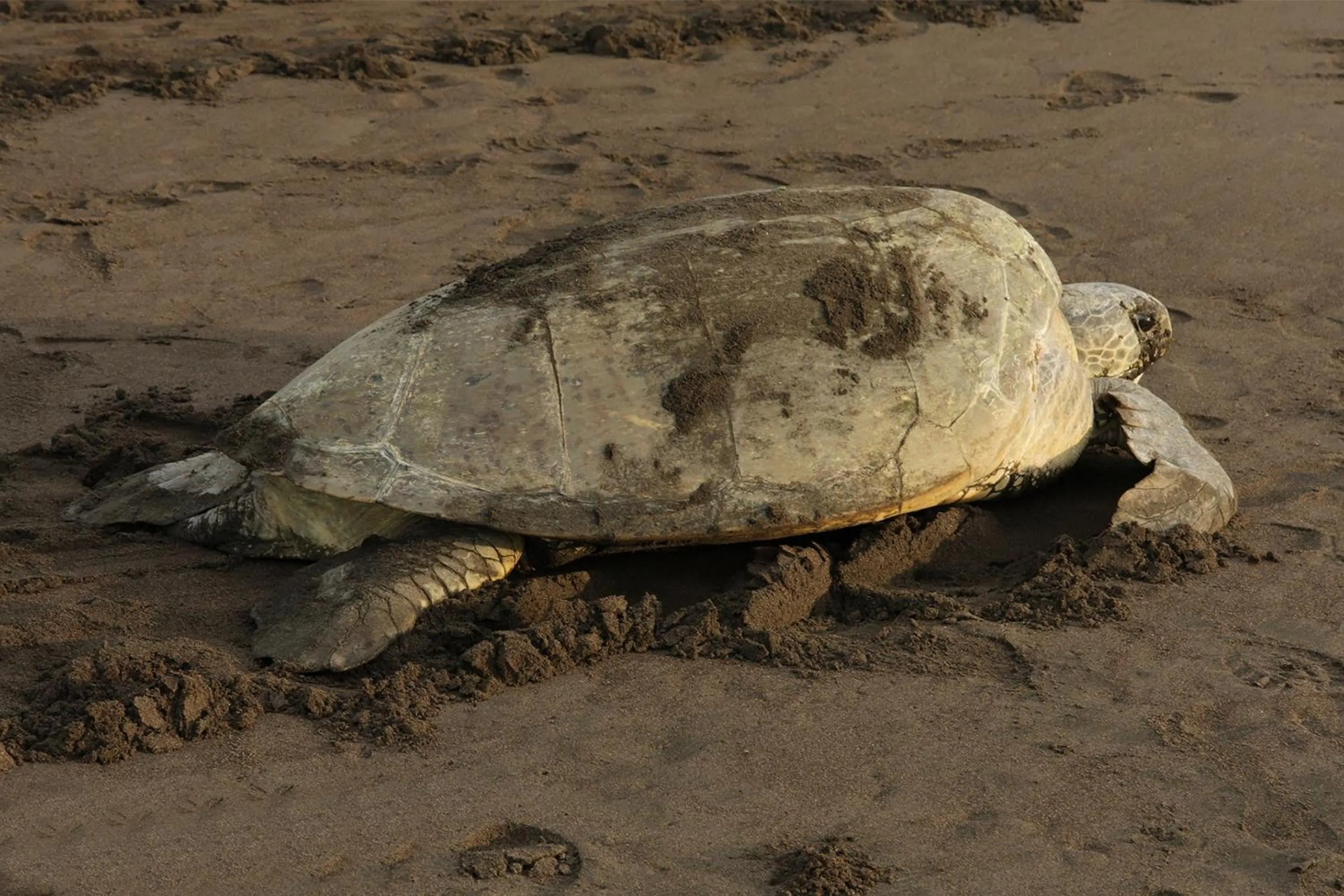 Natural landscape in Tortuga Lodge