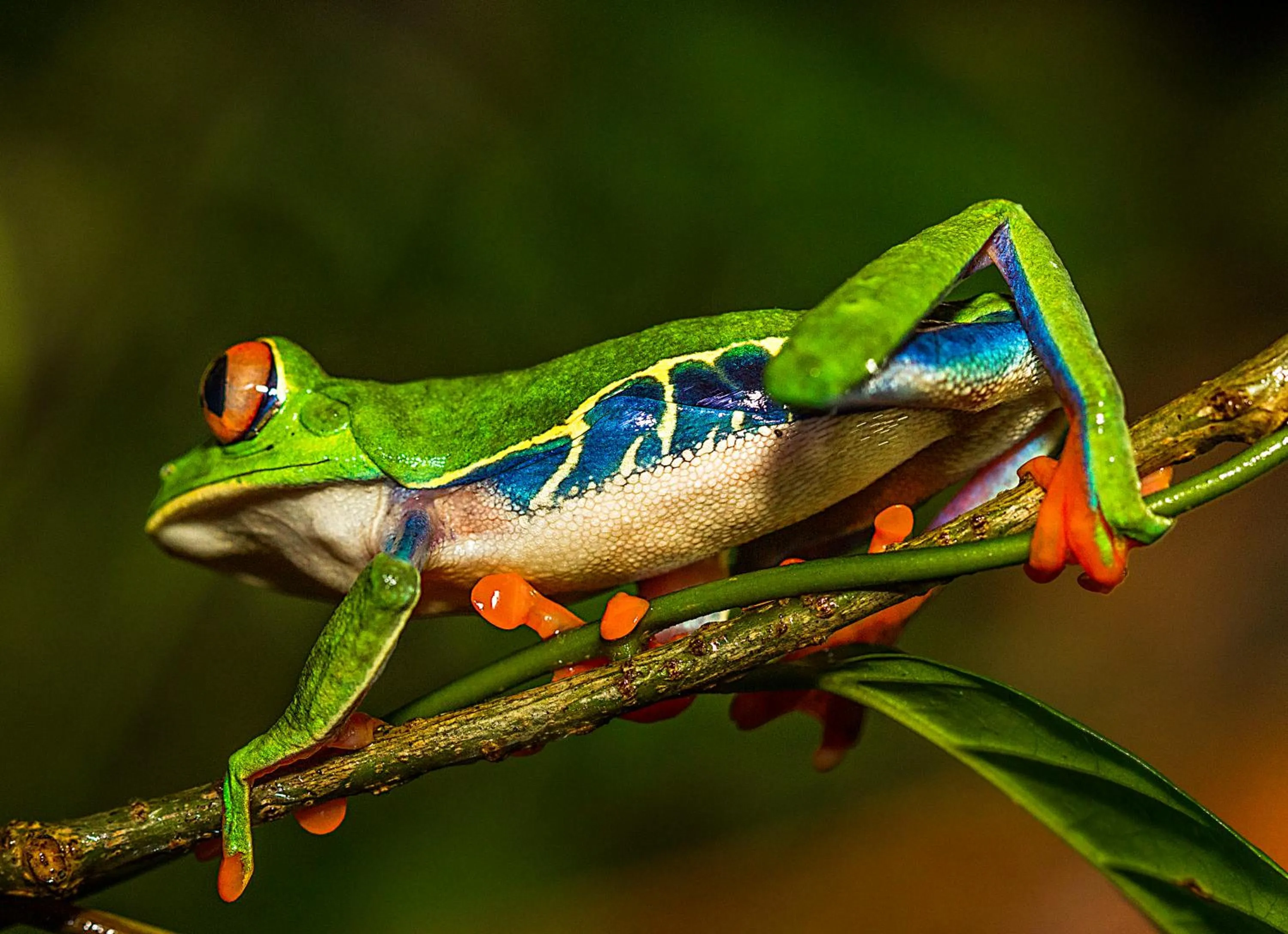 Other in Tortuga Lodge