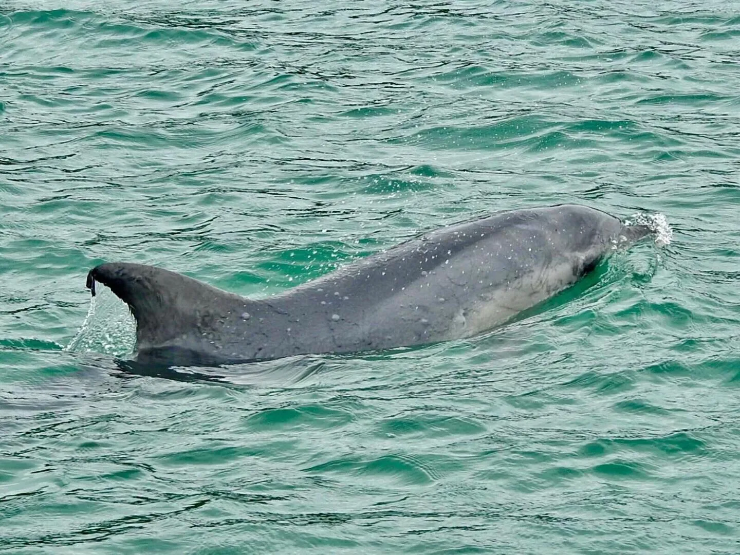 Animals in Cunningham Shore Motel