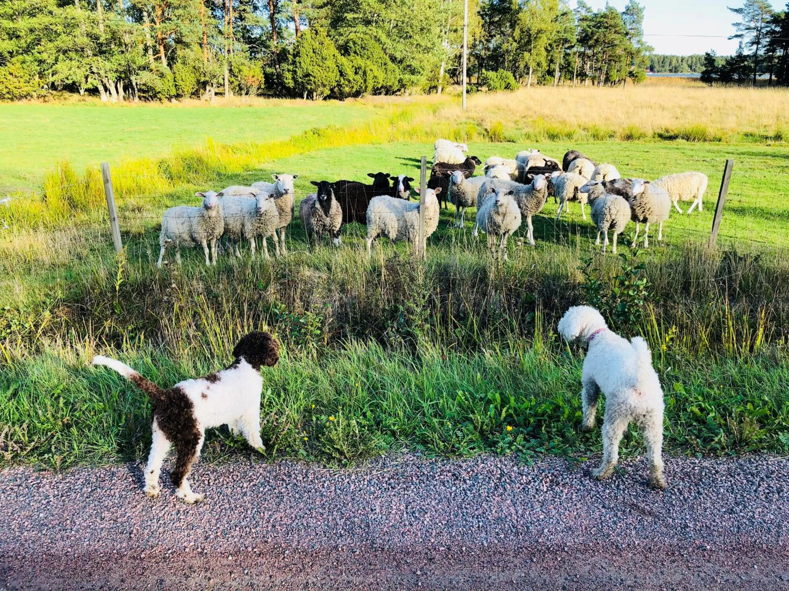 Animals in Villa Ekbladh