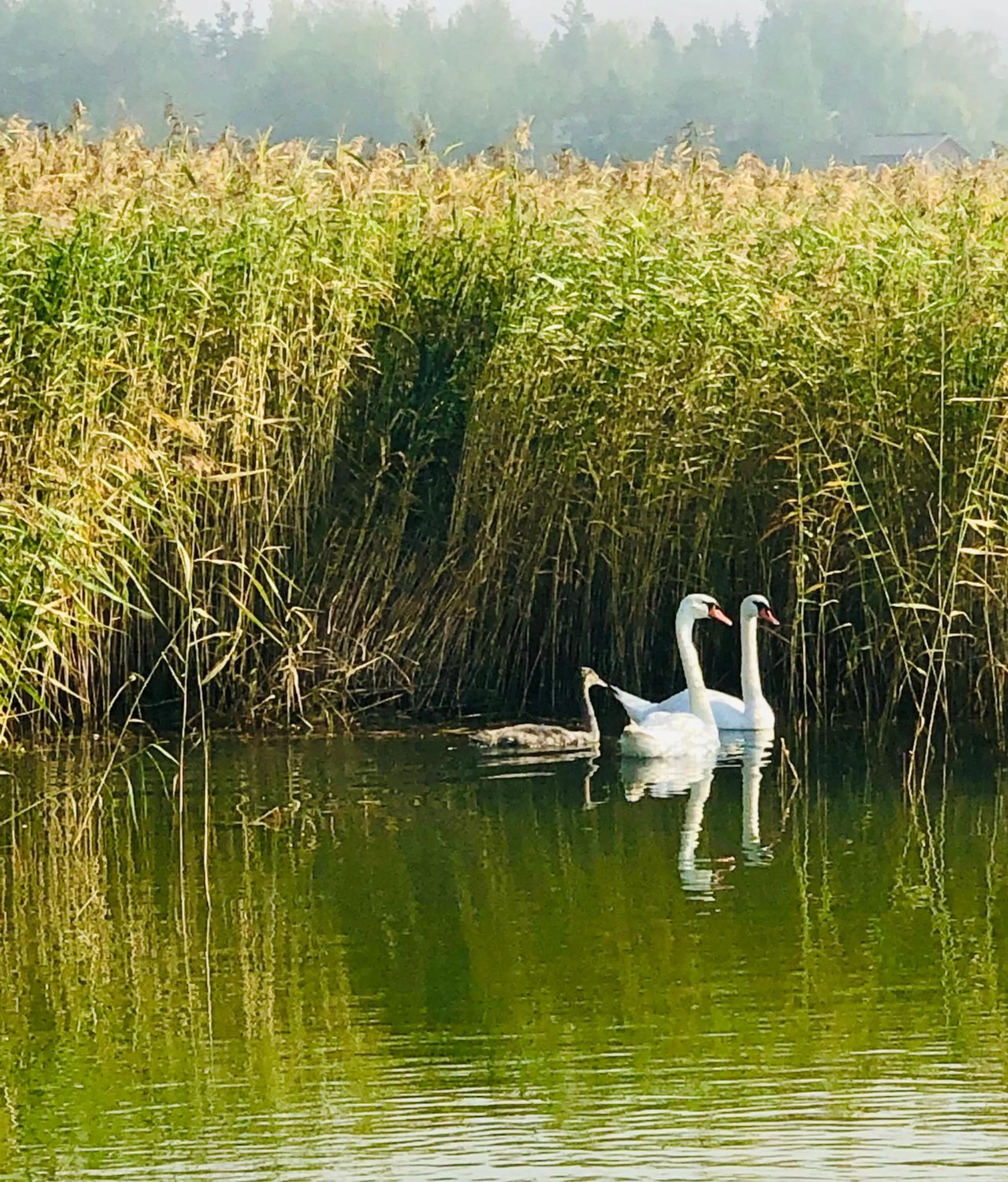 Animals in Villa Ekbladh
