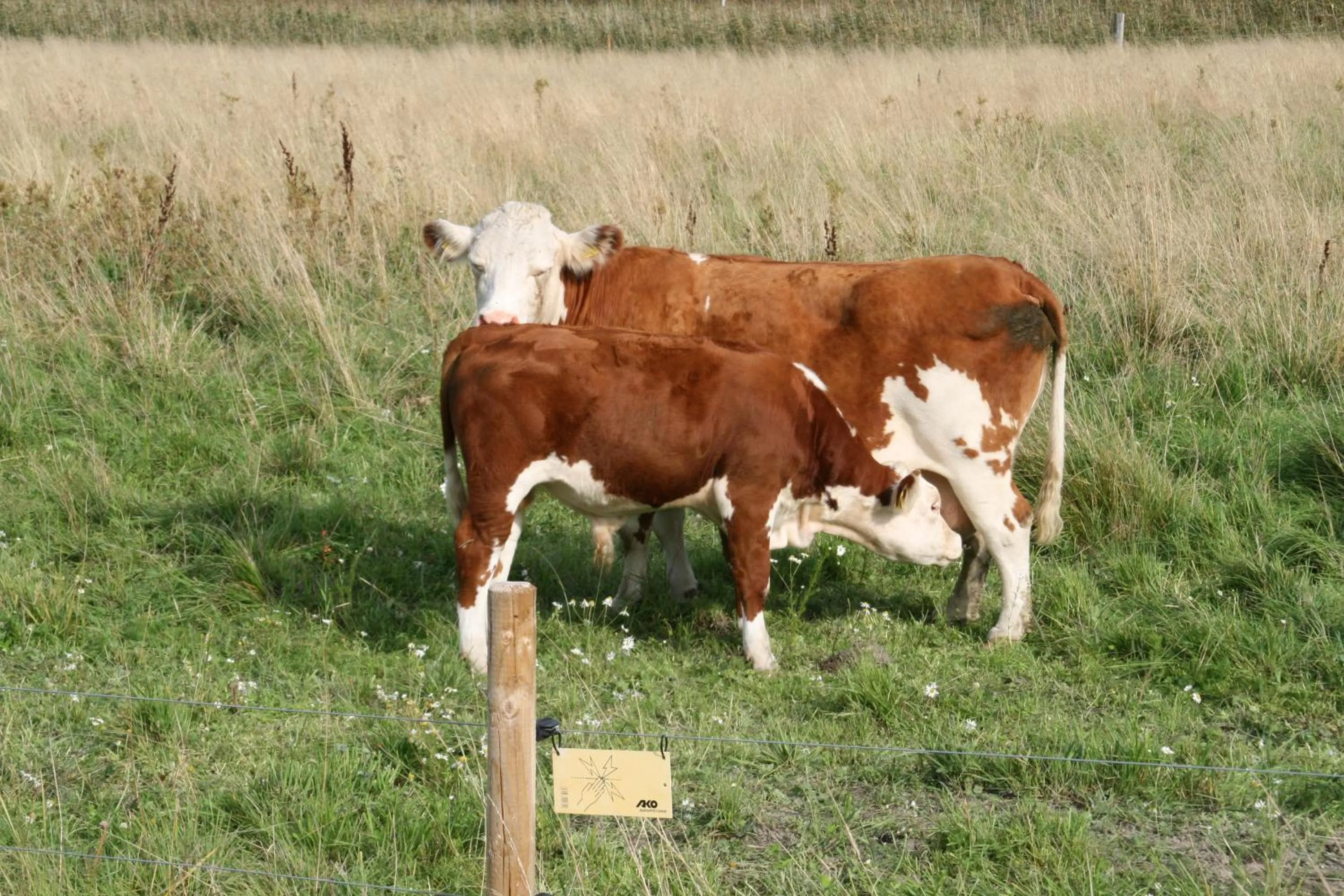 Animals in Villa Ekbladh