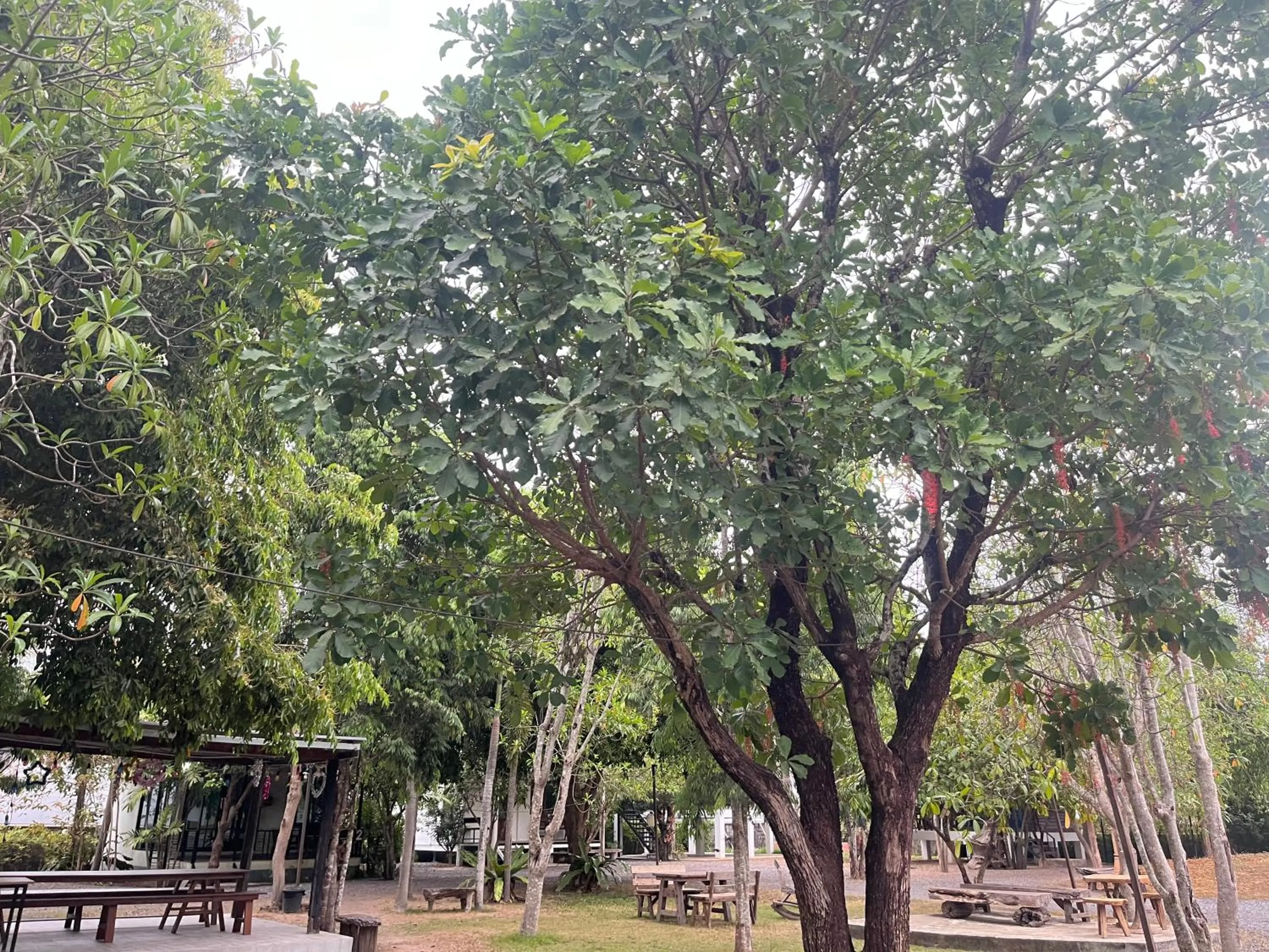 Garden in Sangkaset Resort