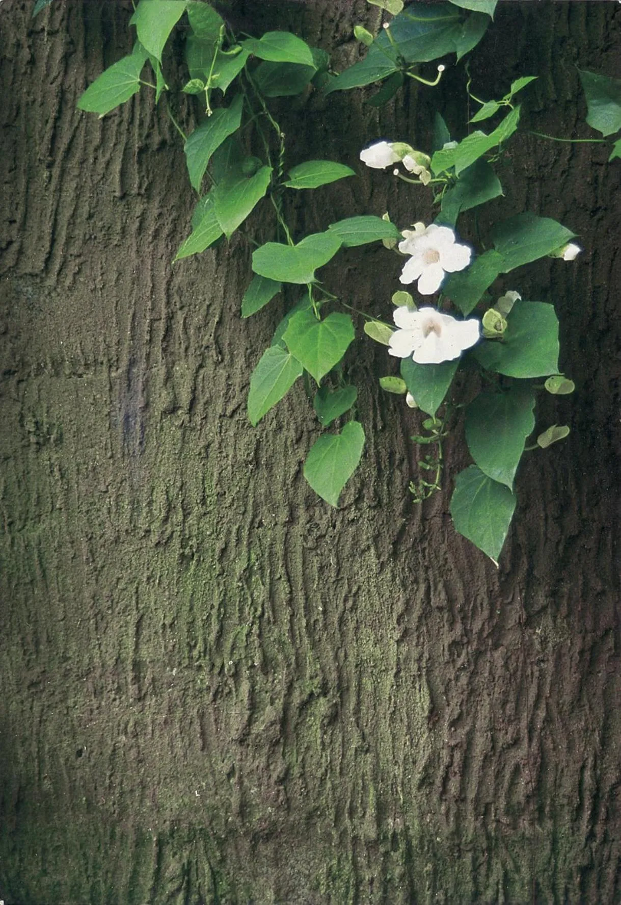 Property building in Wapa di Ume Ubud