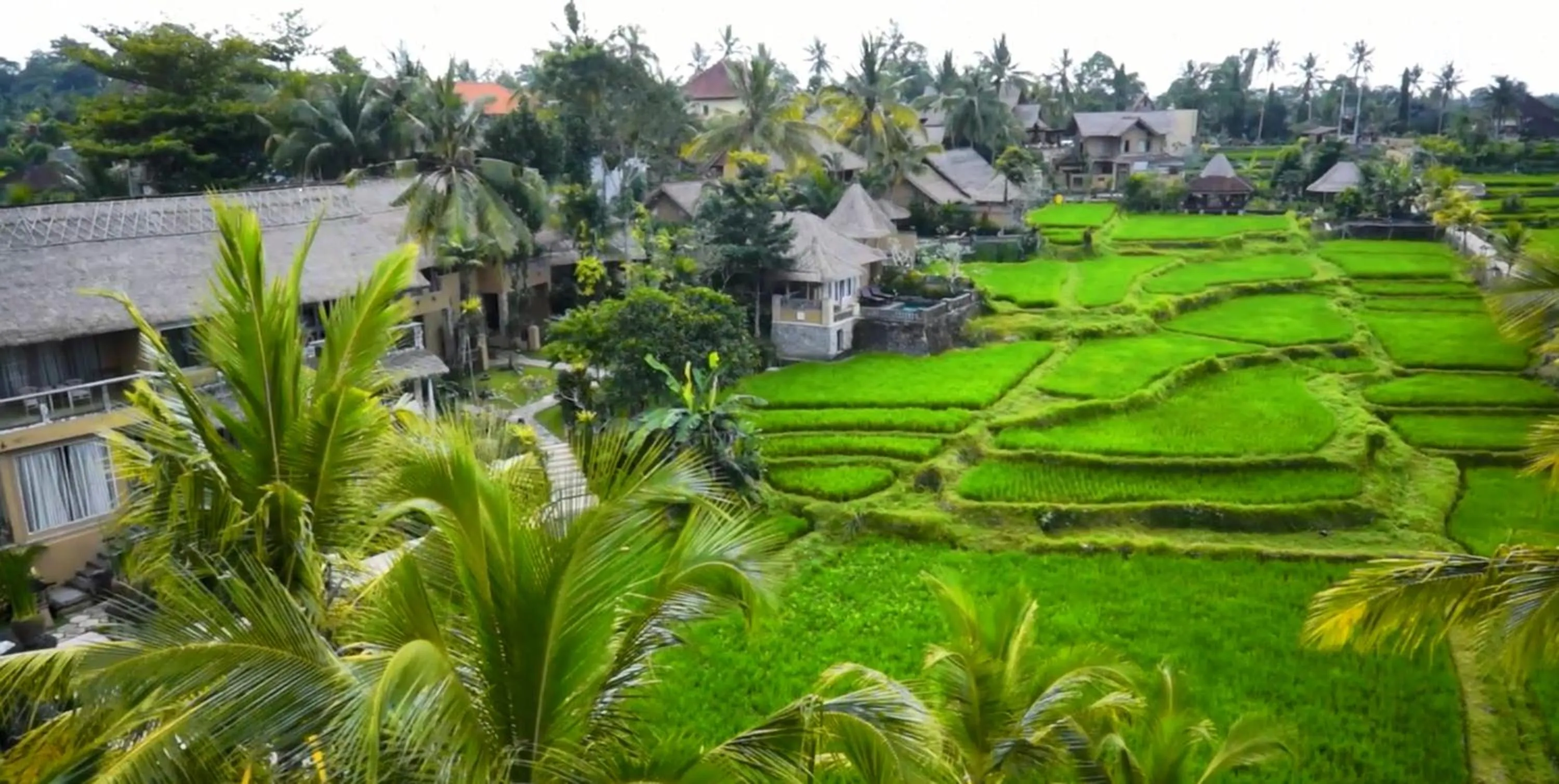 Bird's eye view in Wapa di Ume Ubud