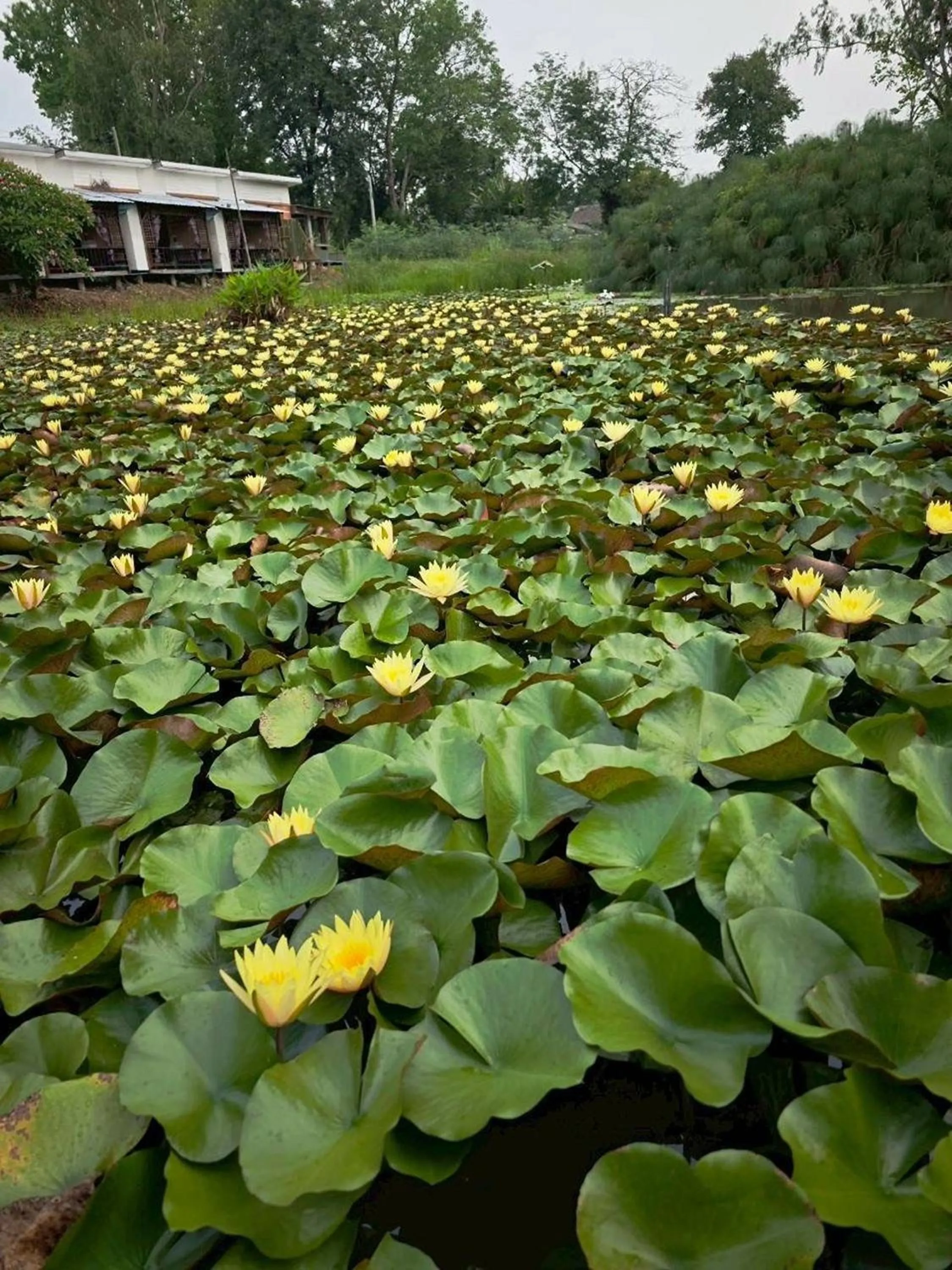 Garden view in Saikaew Resort