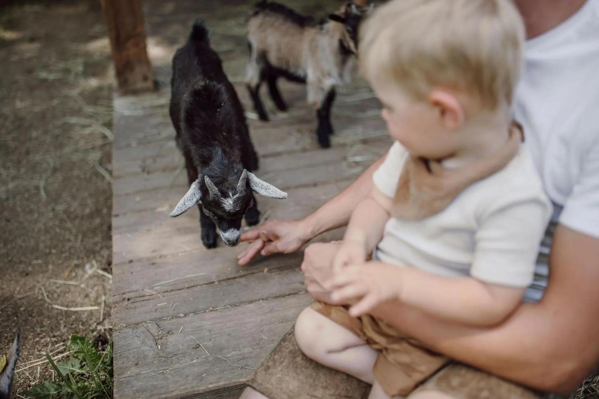 Animals in Lerchs Landhotel