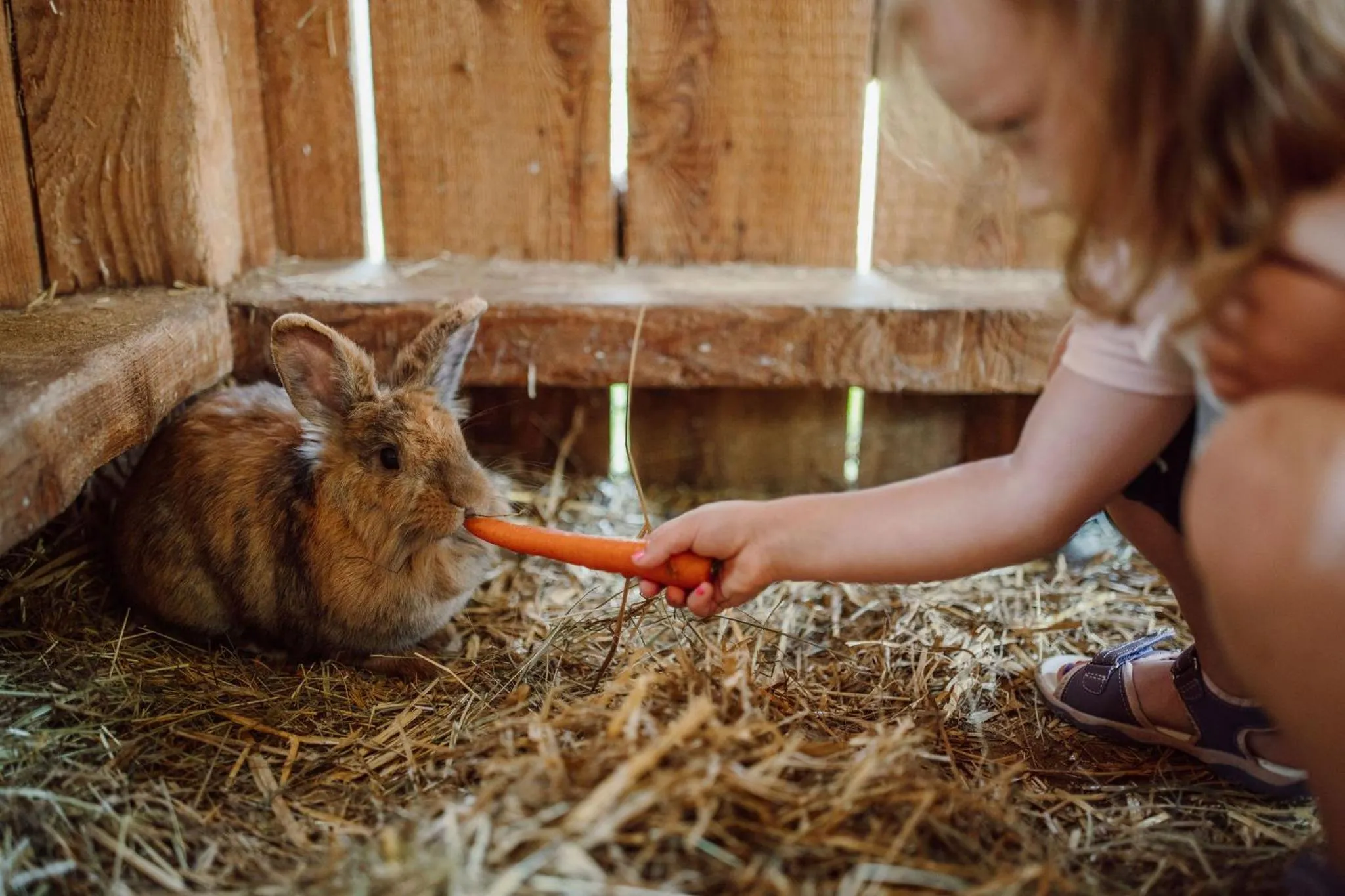 Animals in Lerchs Landhotel