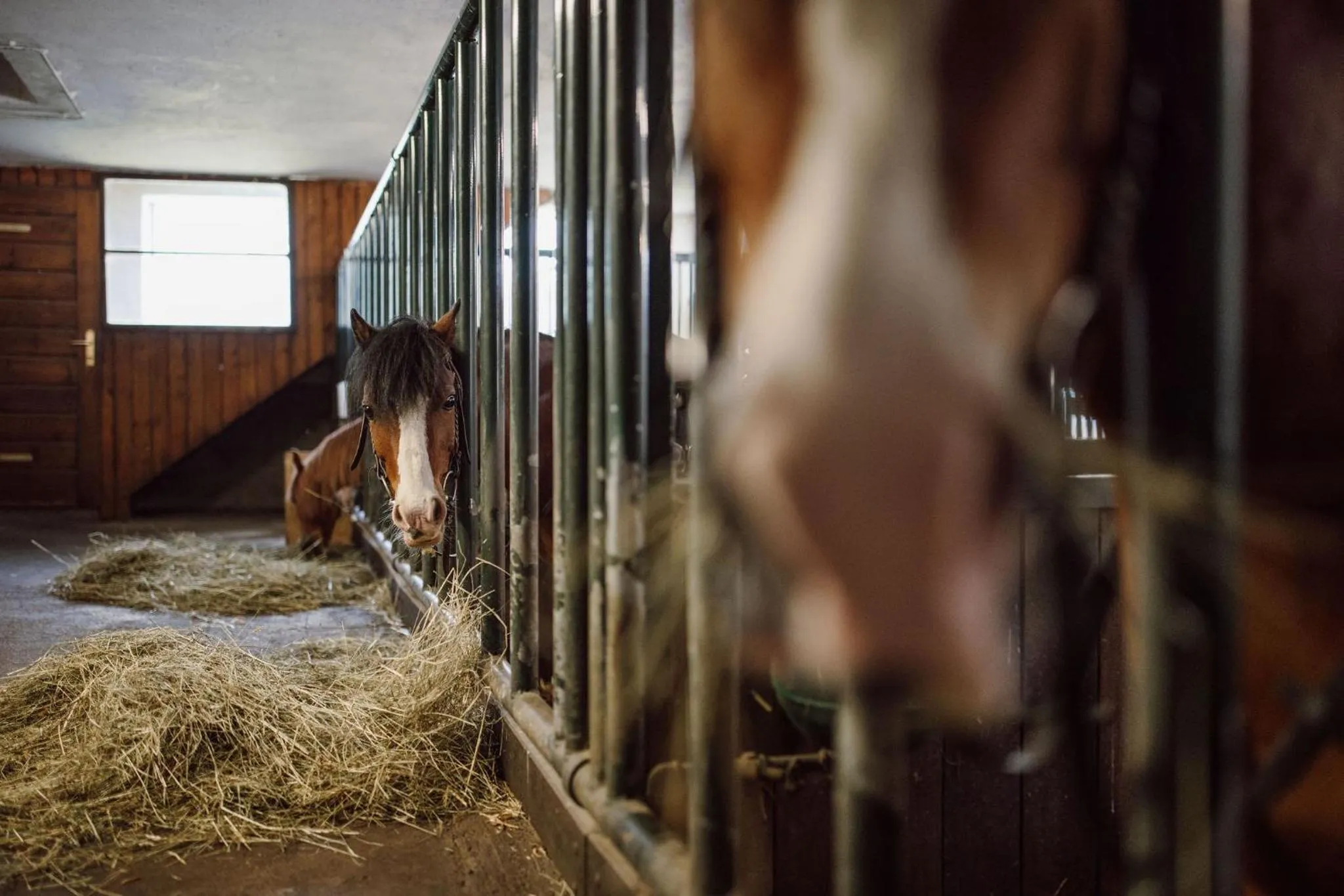 Animals in Lerchs Landhotel