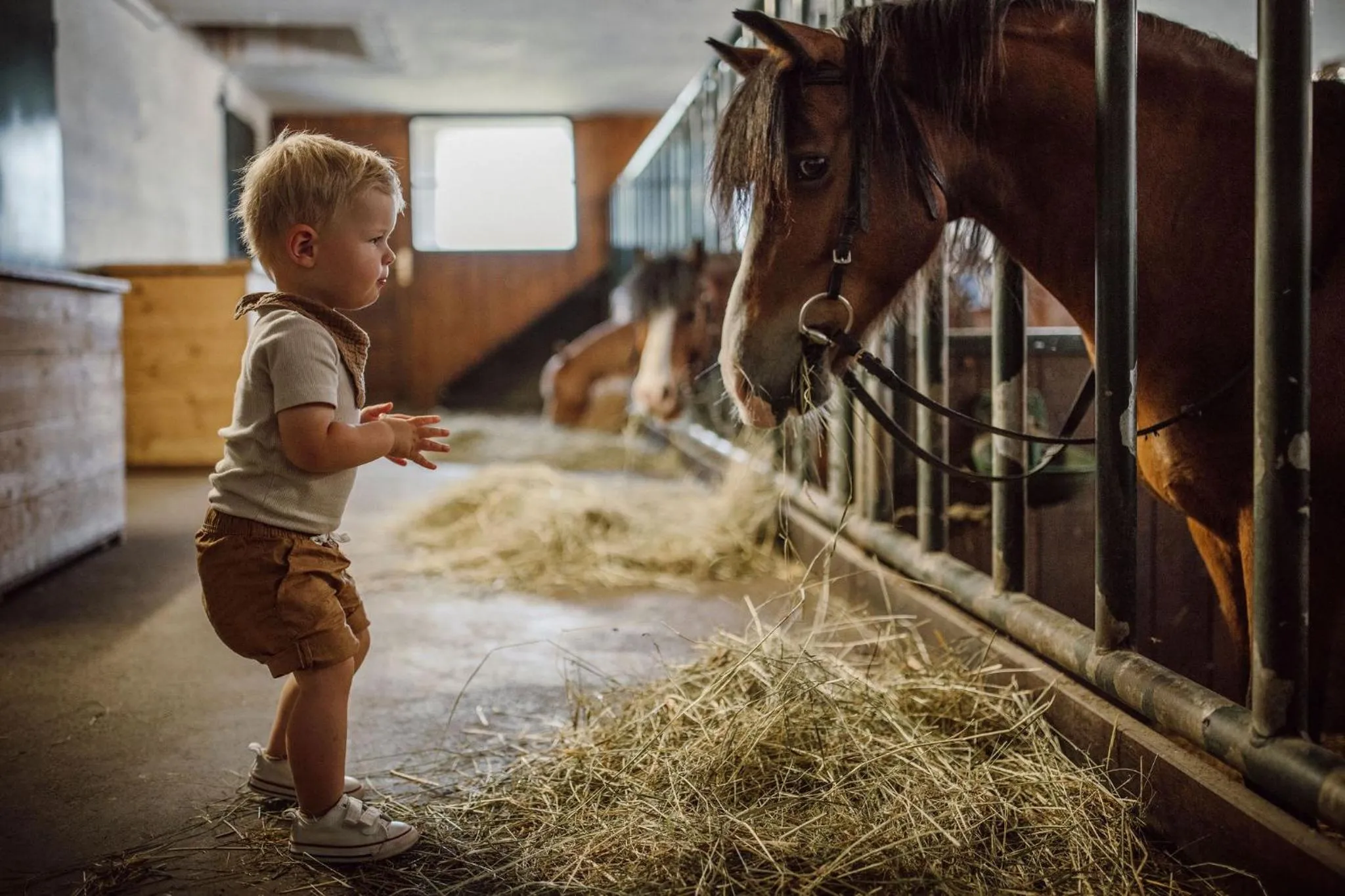 Animals in Lerchs Landhotel