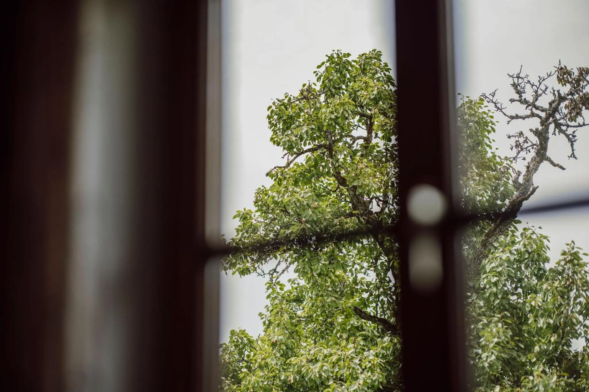 Natural landscape in Lerchs Landhotel