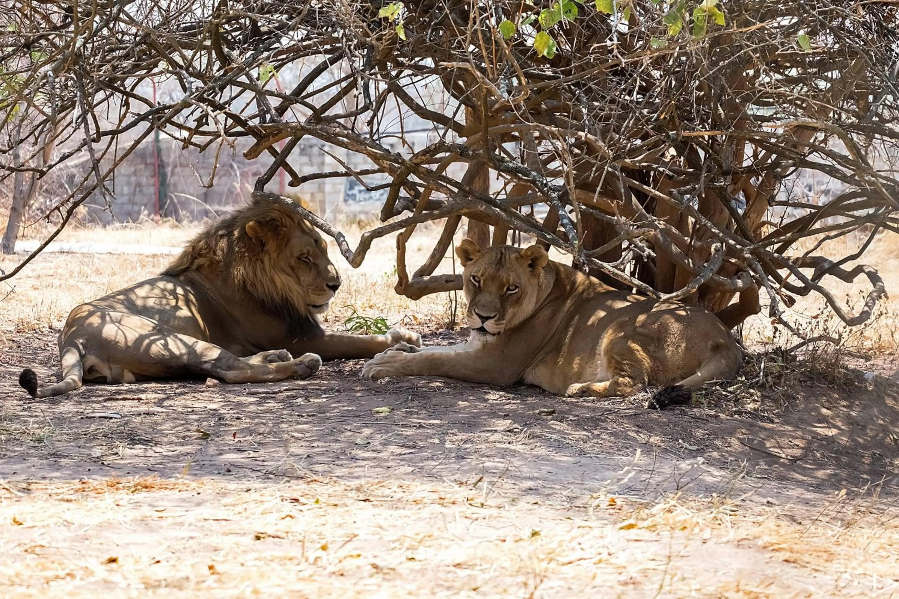 View (from property/room) in Protea Hotel by Marriott Lusaka Safari Lodge