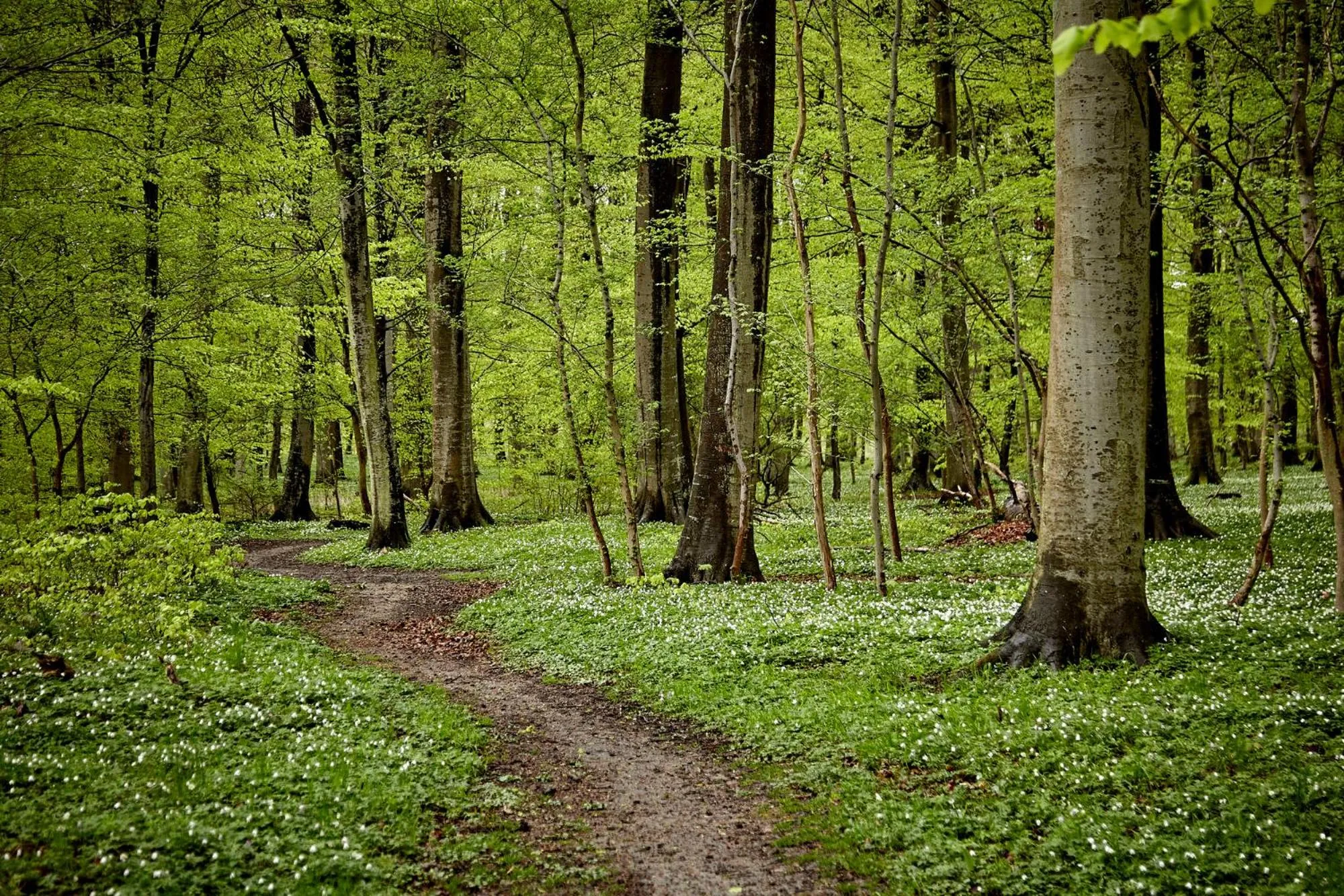 Natural landscape in Comwell Klarskovgaard