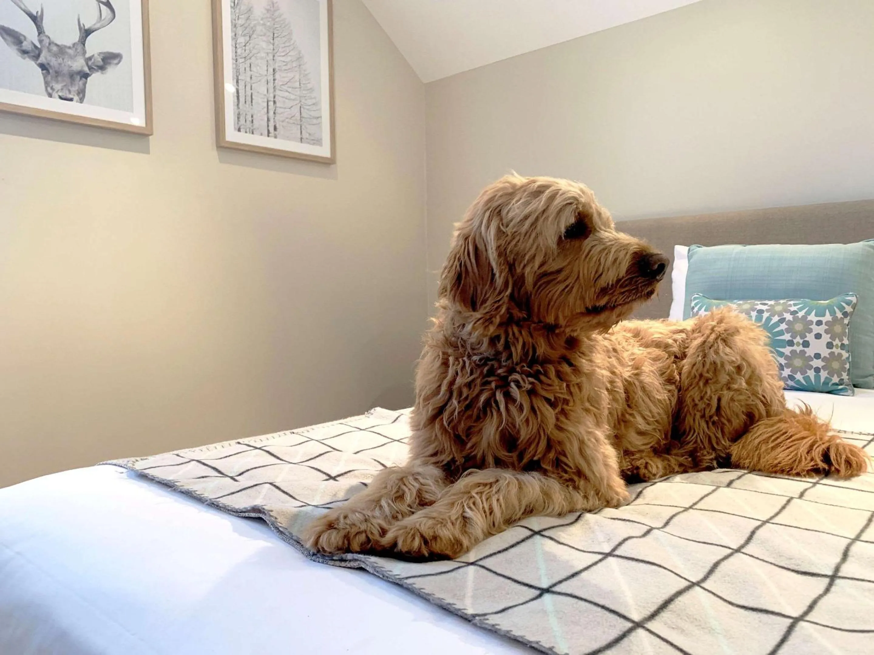 Bedroom, Bed in The Studios By Manna, Ascend Hotel Collection