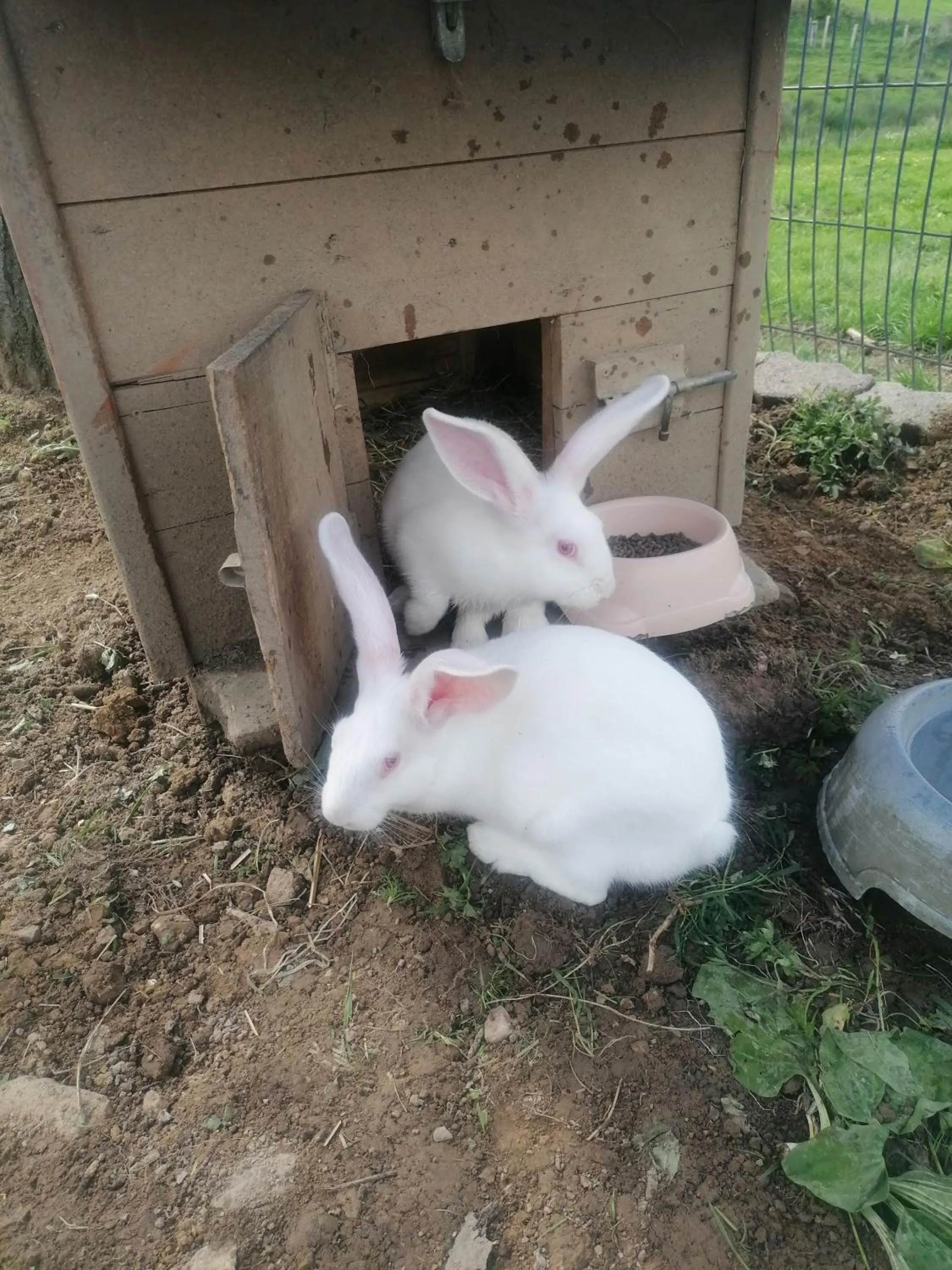 Pets in La Parisiere