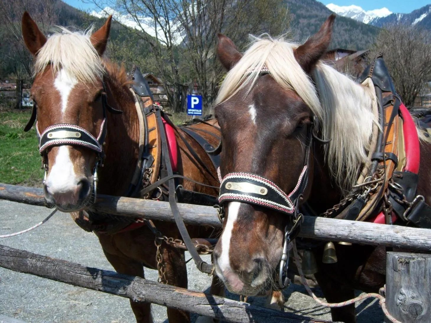 Horse-riding in Garni Biancaneve Ruffrè-Mendola