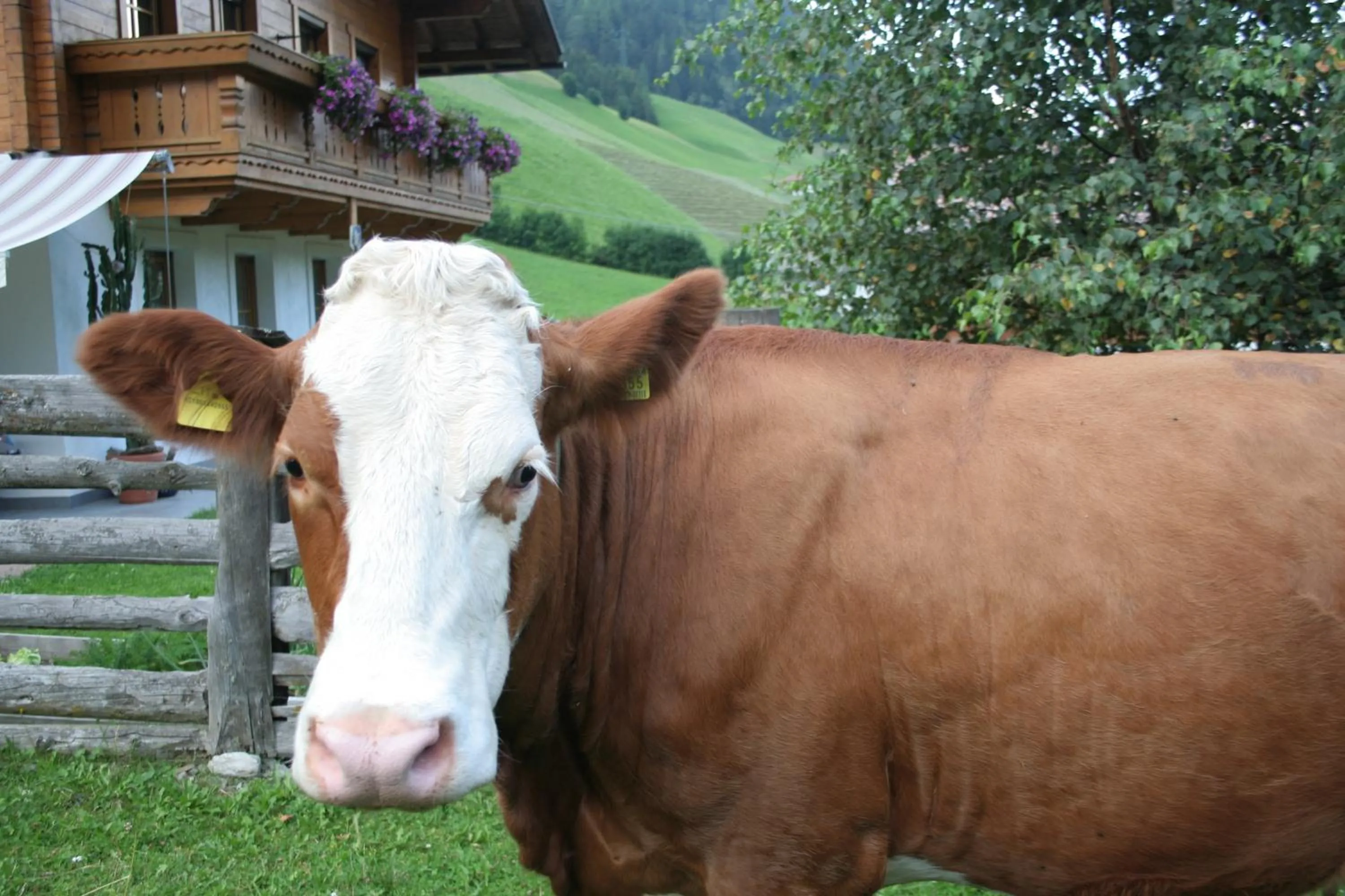 Animals in Garni Biancaneve Ruffrè-Mendola