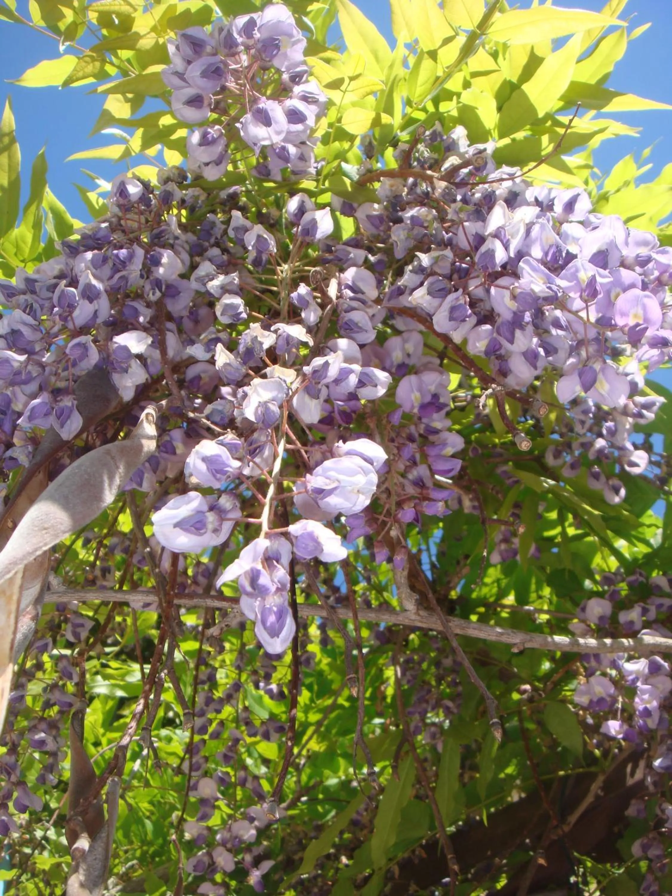 Spring in Auberge des Glycines