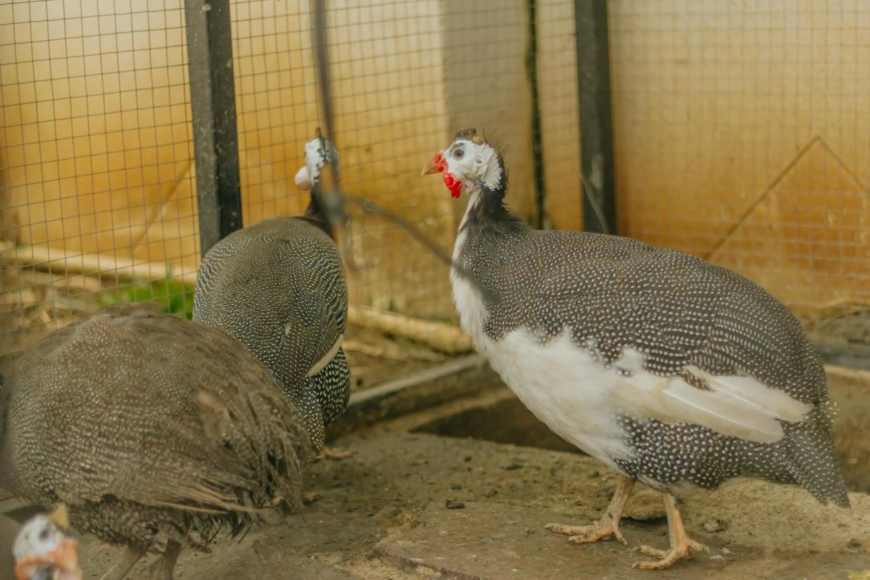 Animals in Urbanest Inn House Slipi