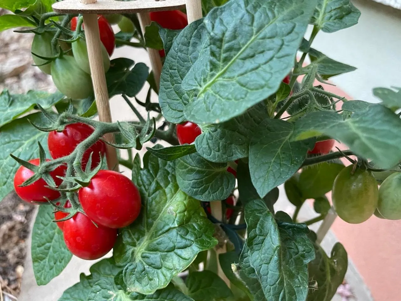 Garden in Budapest Garden Hostel - Age limit 39