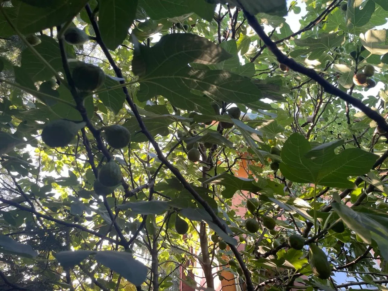 Budapest Garden Hostel - Age limit 39