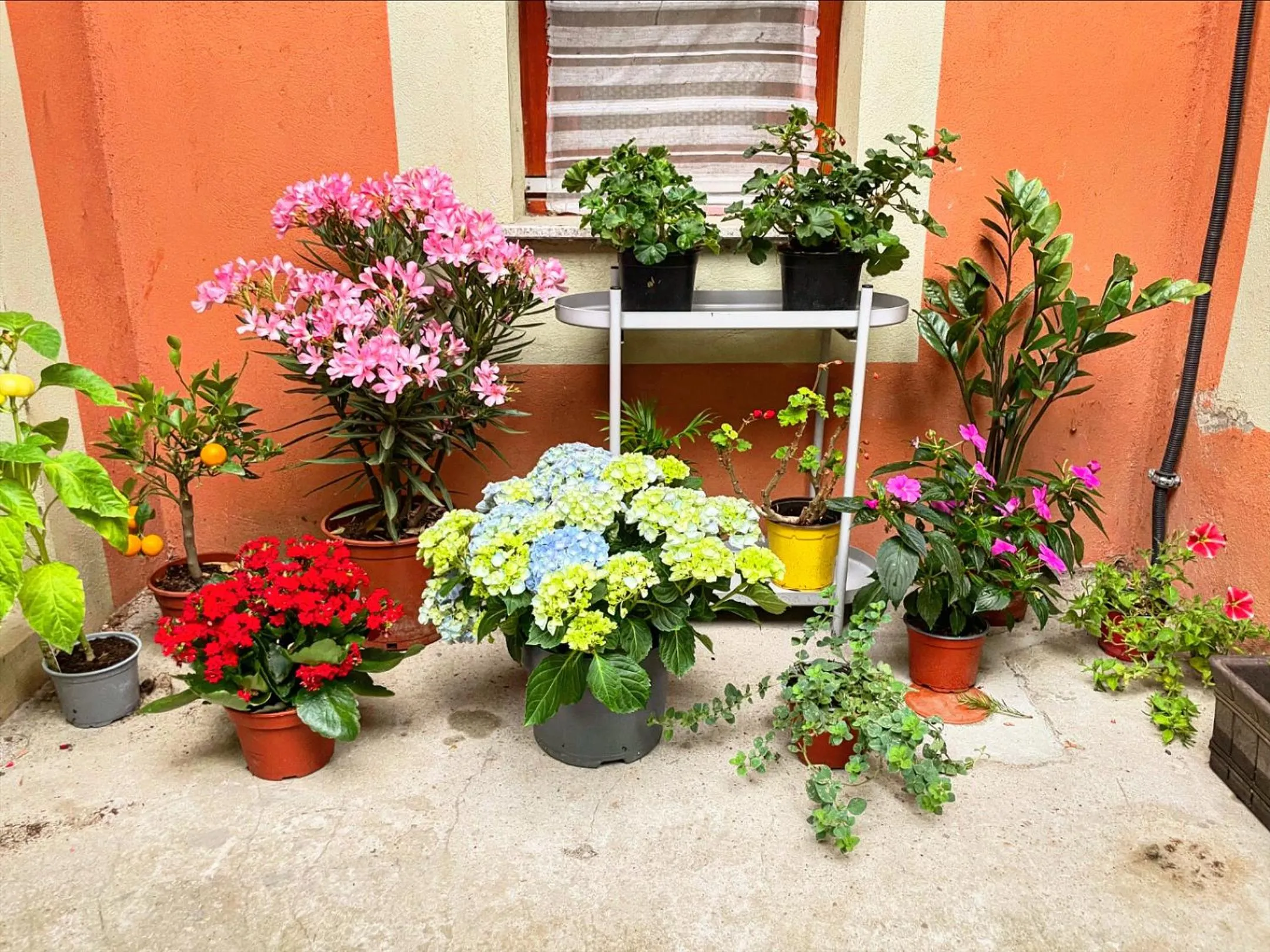 Budapest Garden Hostel - Age limit 39