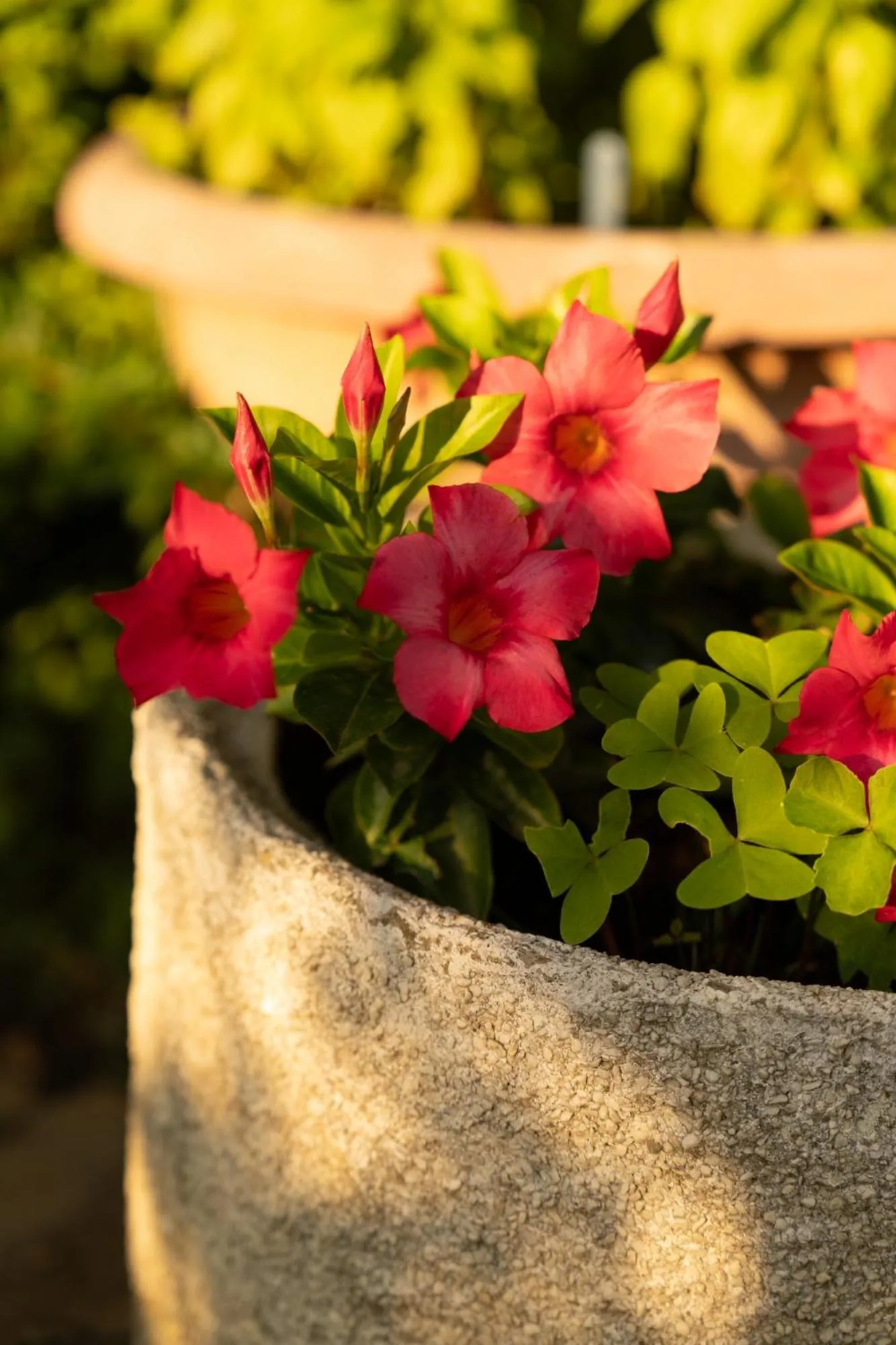 Garden in Cappannelle Country House Tuscany