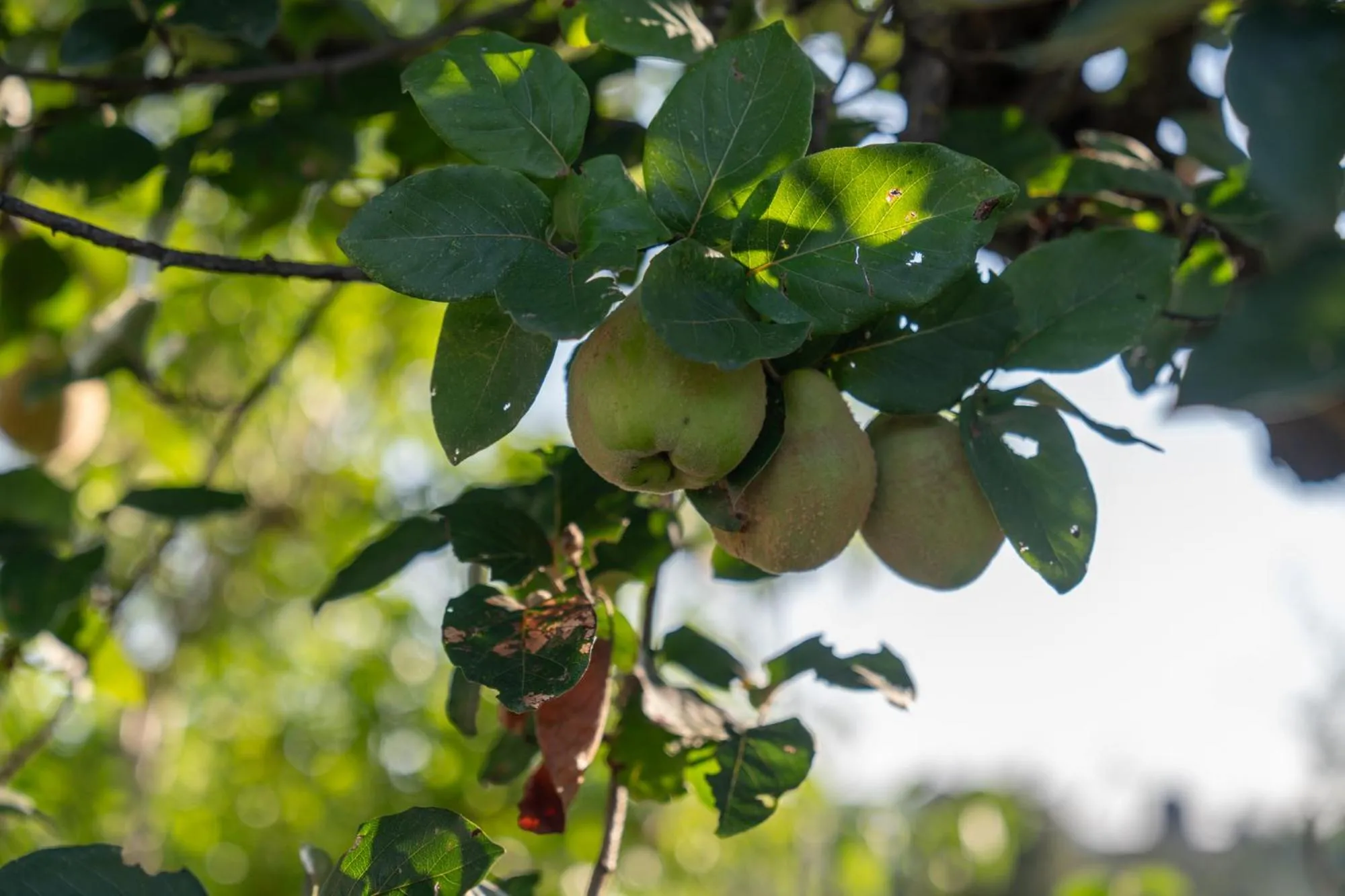 Garden in Cappannelle Country House Tuscany