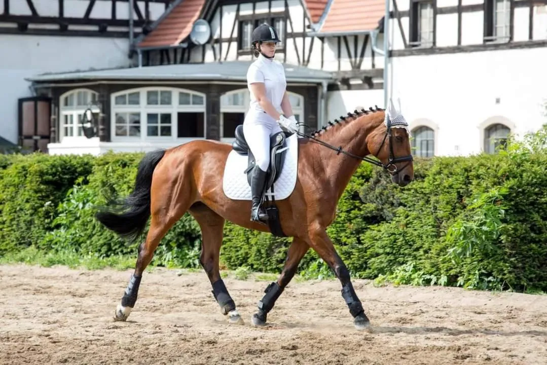Horse-riding in Hotel Przy Oślej Bramie - Zamek Książ