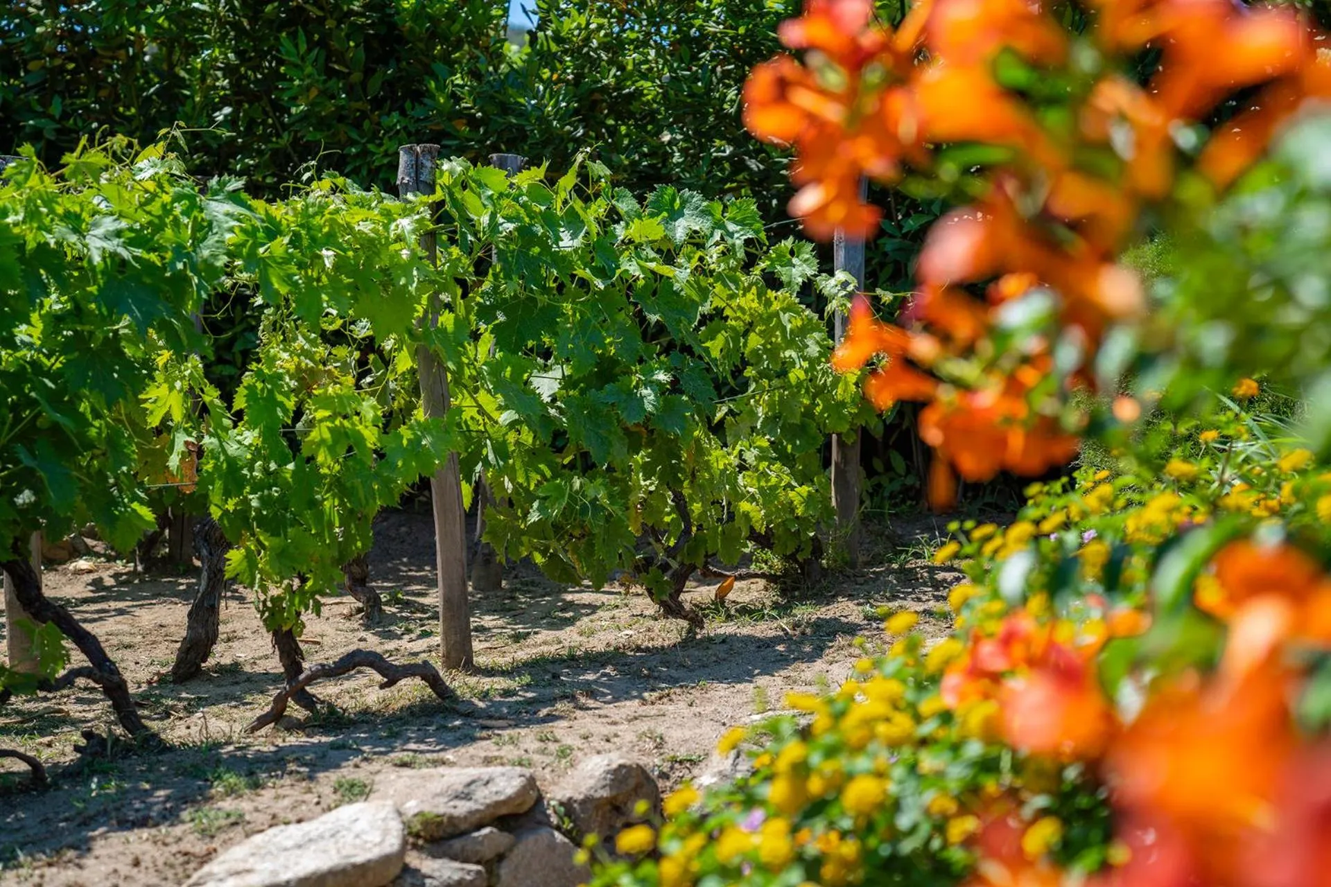 Garden in Boutique Hotel Ilio