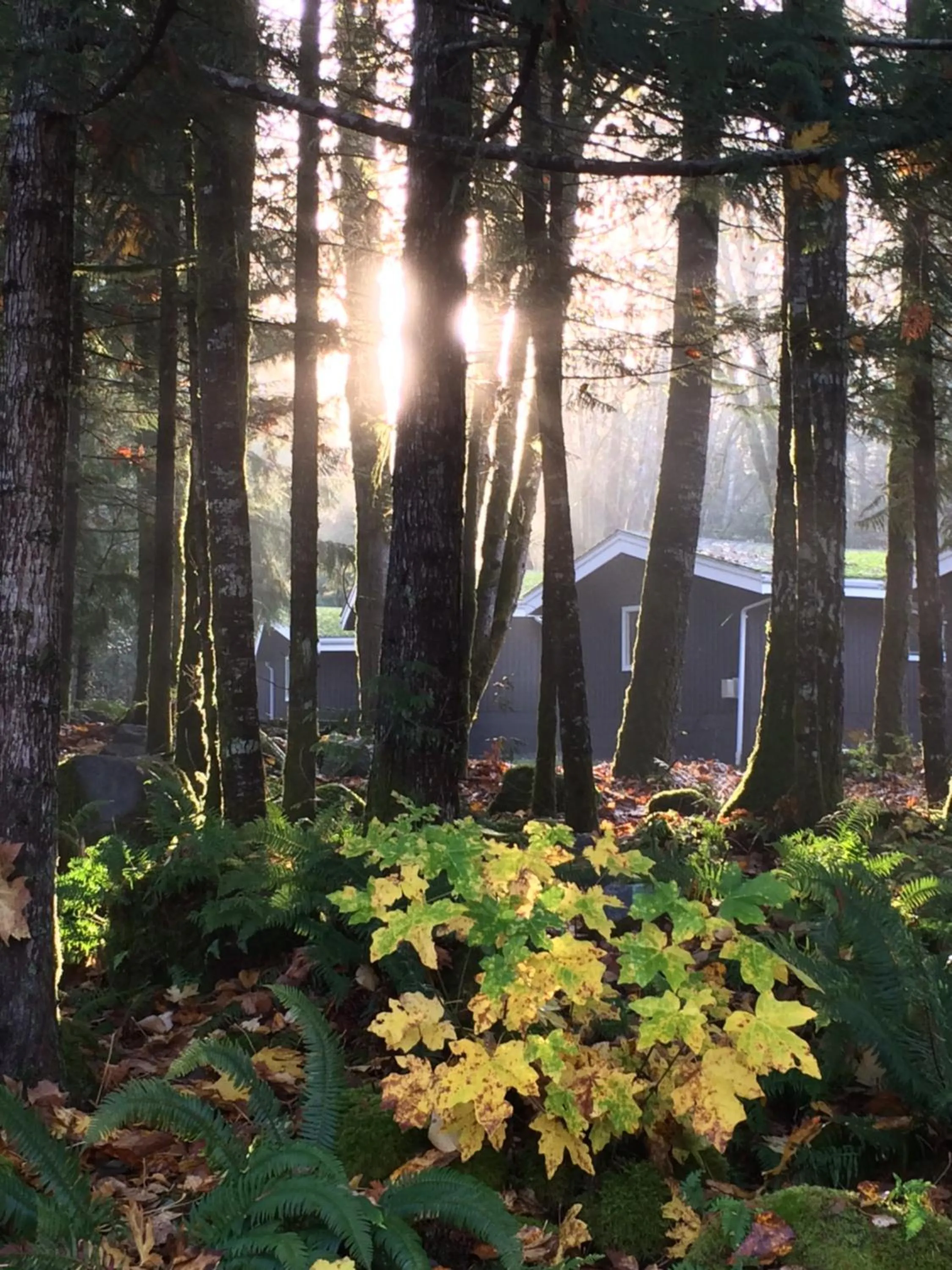 Natural landscape in Sunwolf Riverside Cabins